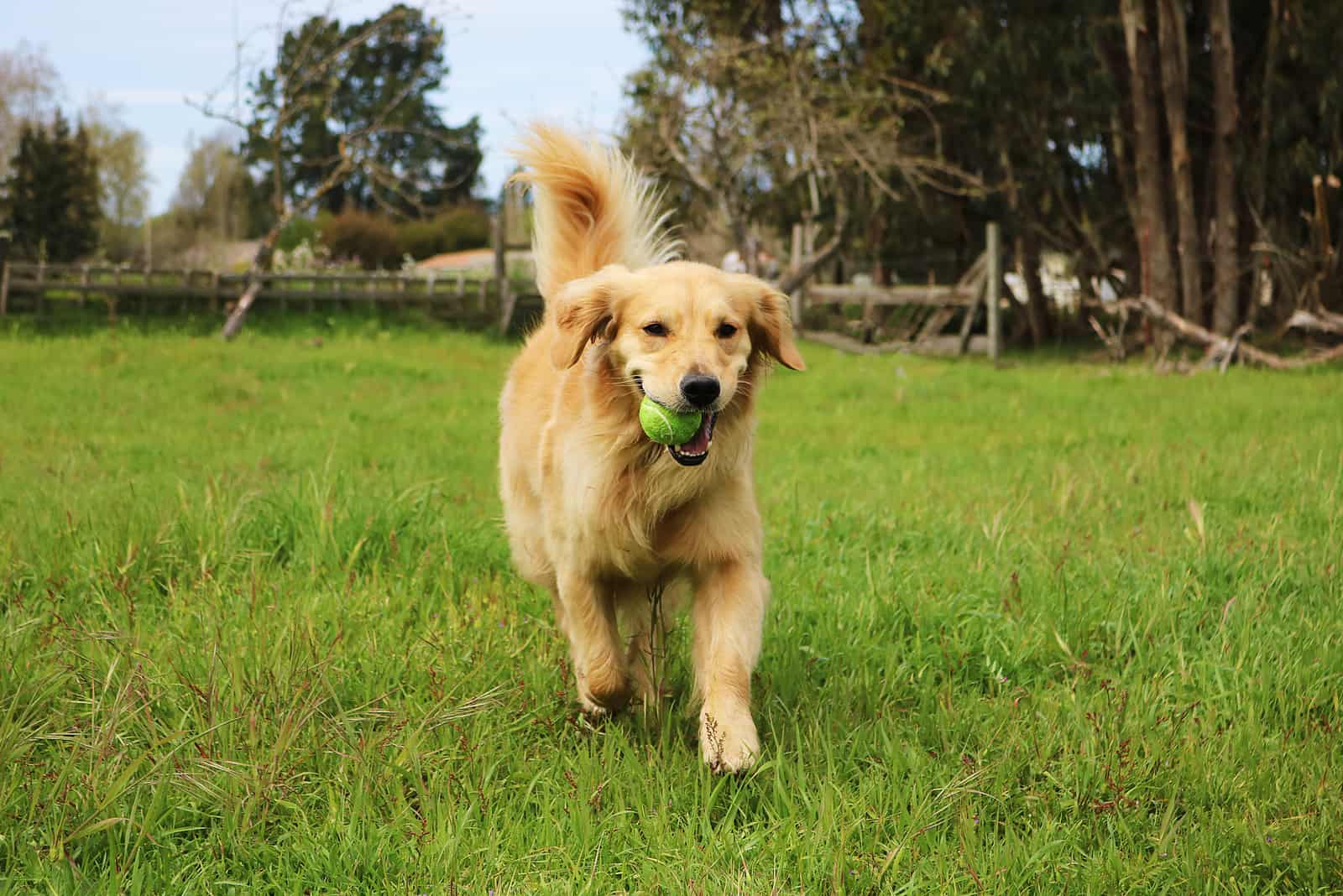 golden retriever holding a ball in mouth while running