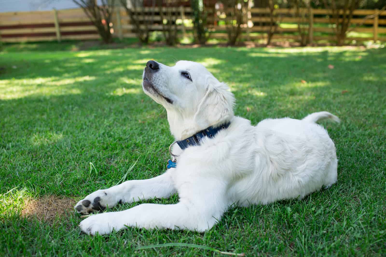 golden retriever laying on the grass