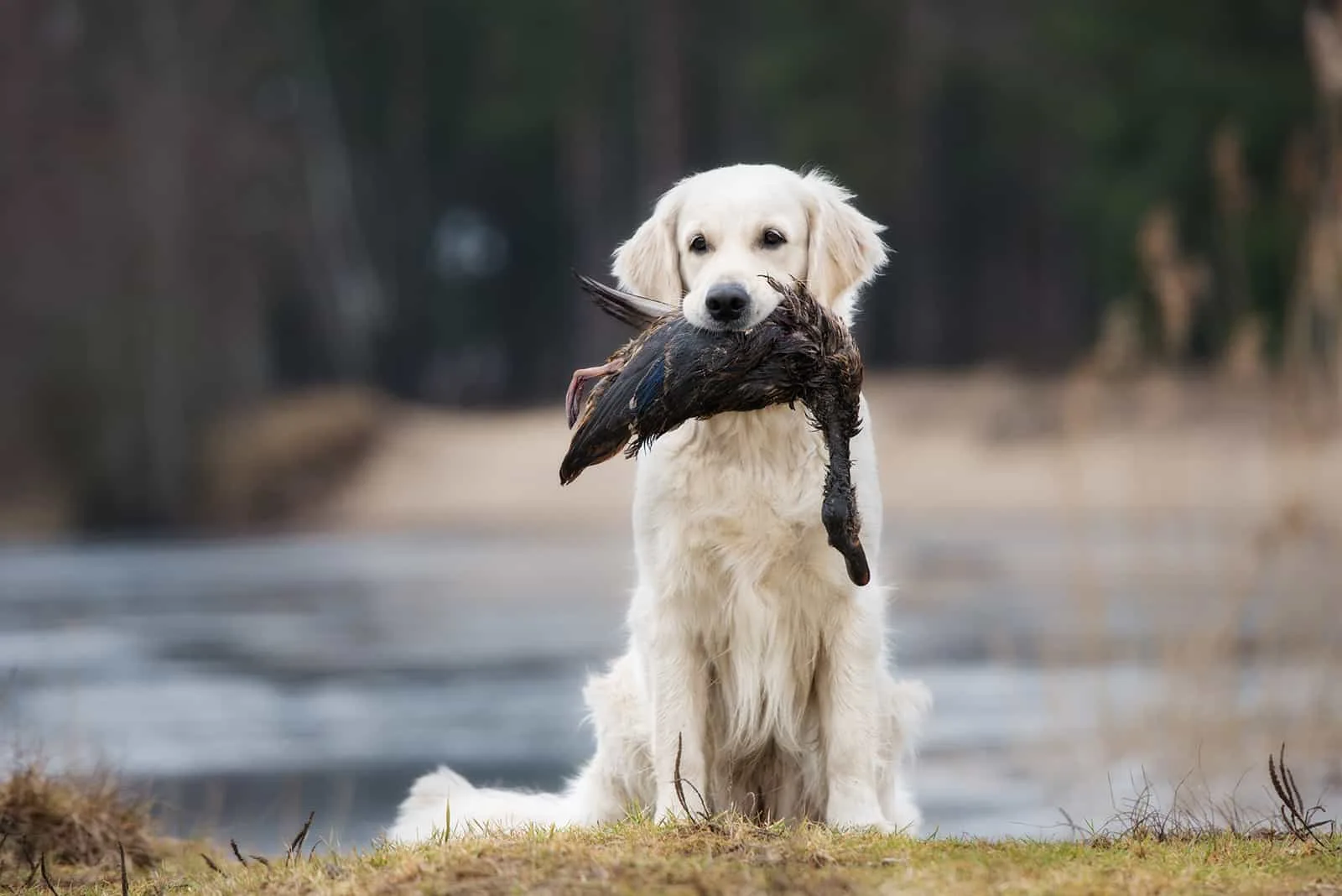 hunting golden retriever dog holding a duck