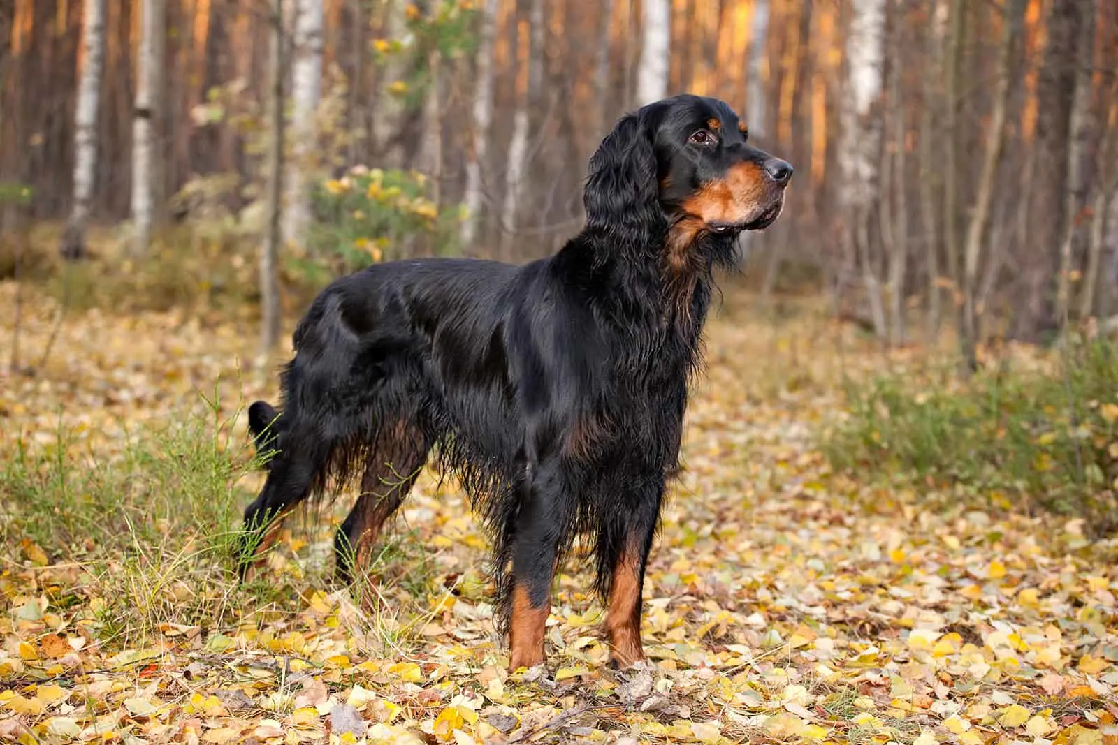 Gordon Setter hunting in the autumn forest