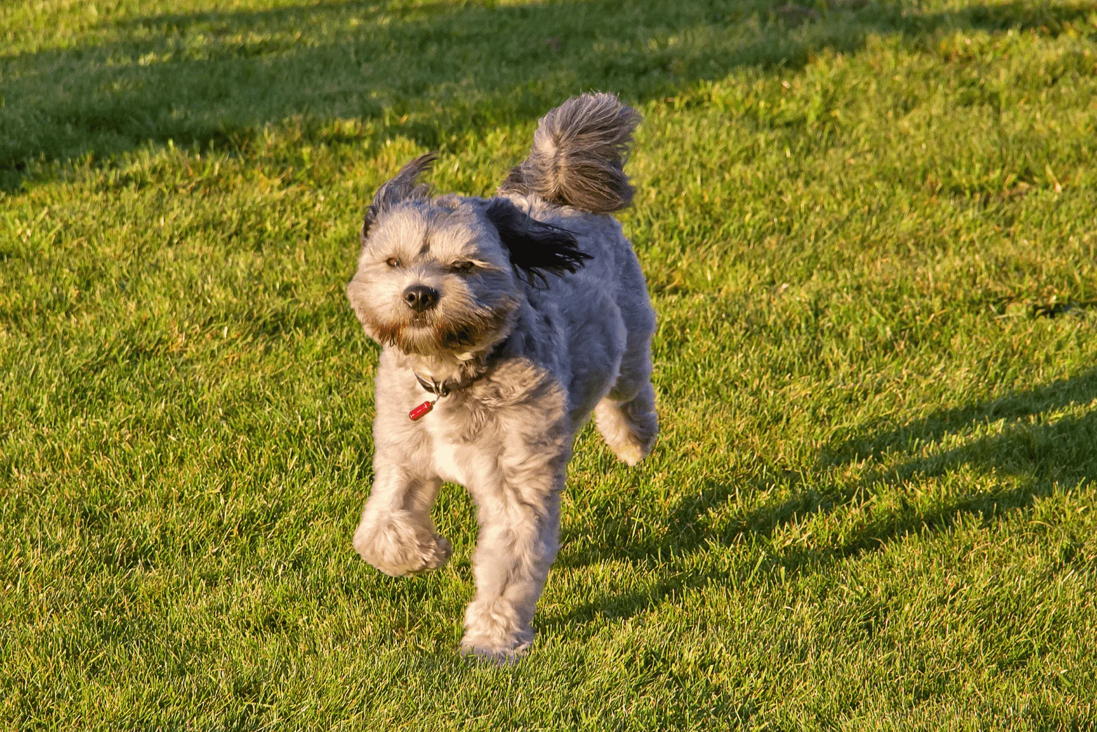 gray Lhasa Apsos running in the field