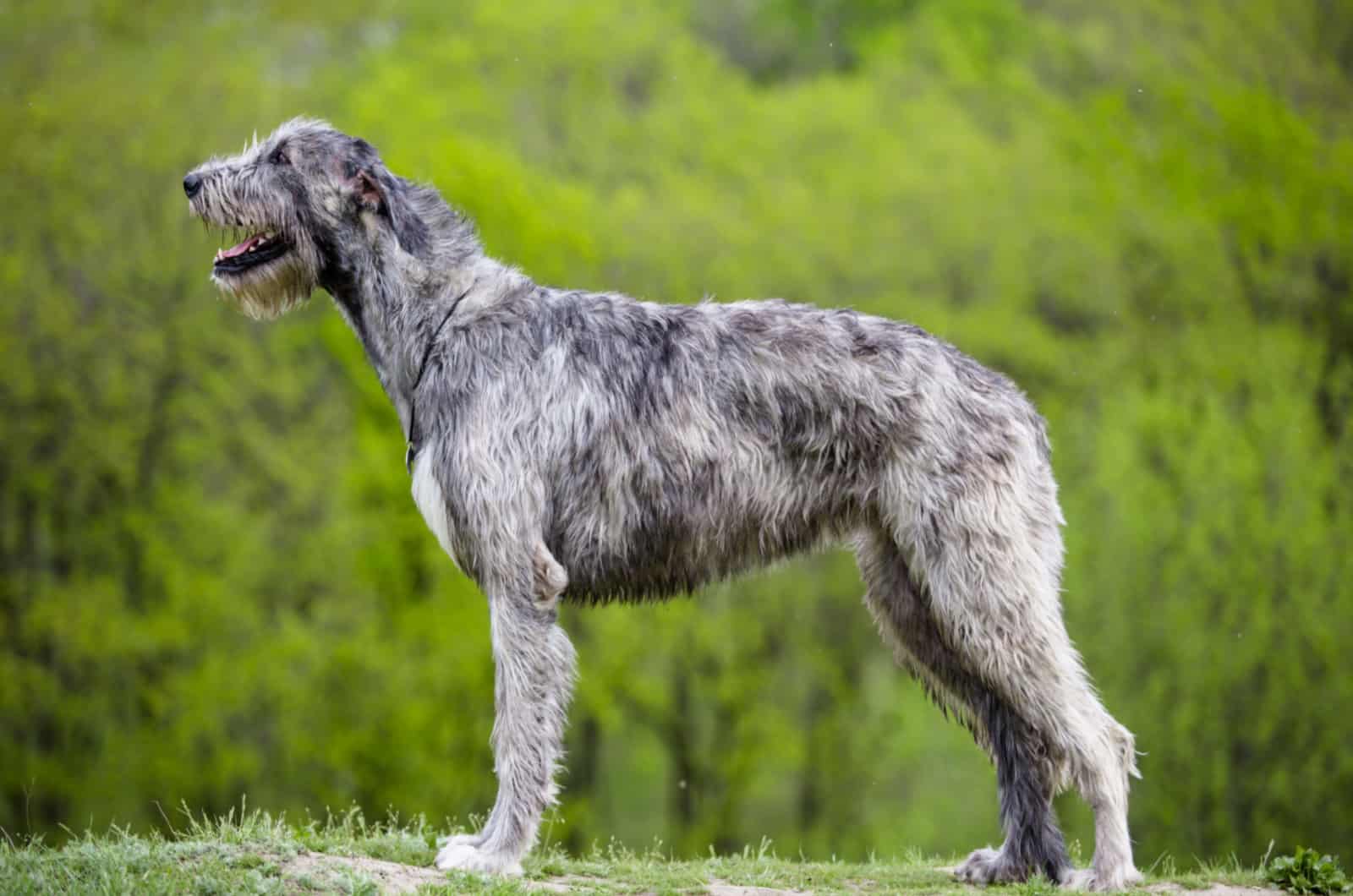 gray irish wolfhound