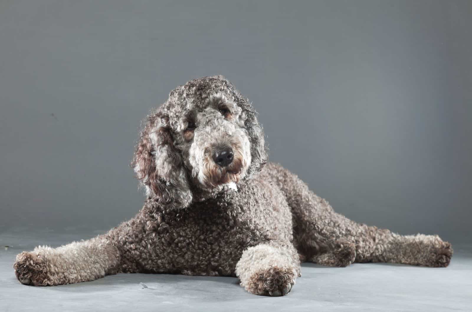 gray labradoodle posing