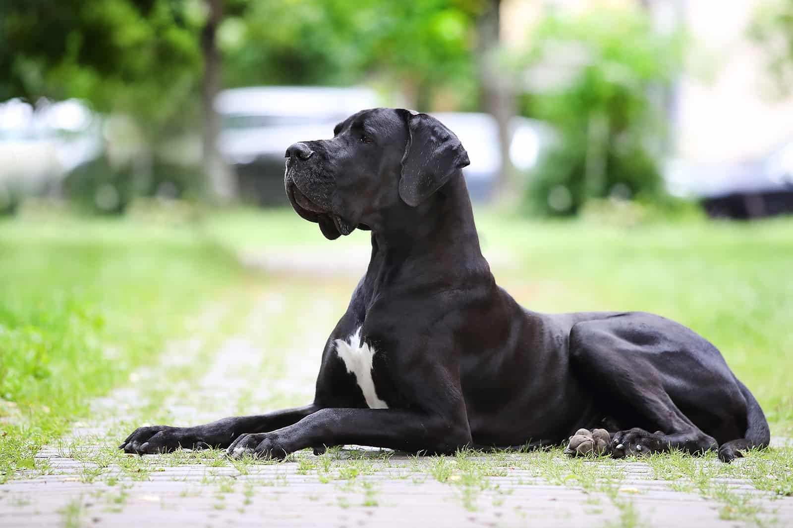 great dane lies on the path