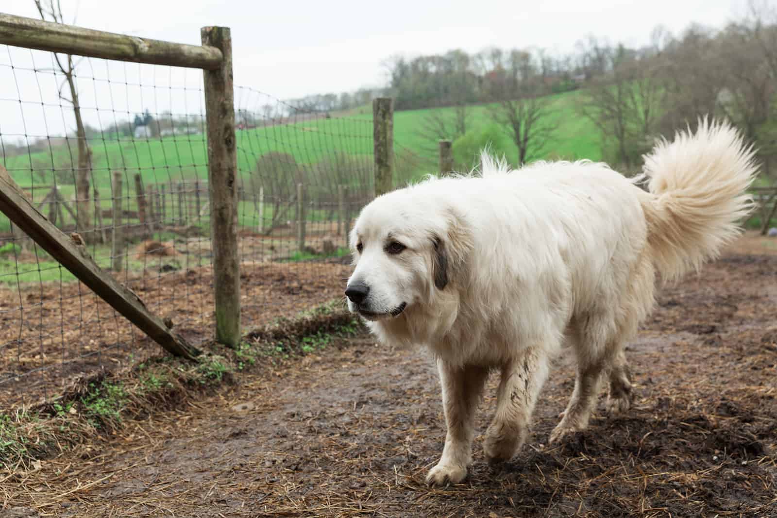 Great Pyrenees dog walking outside at farm