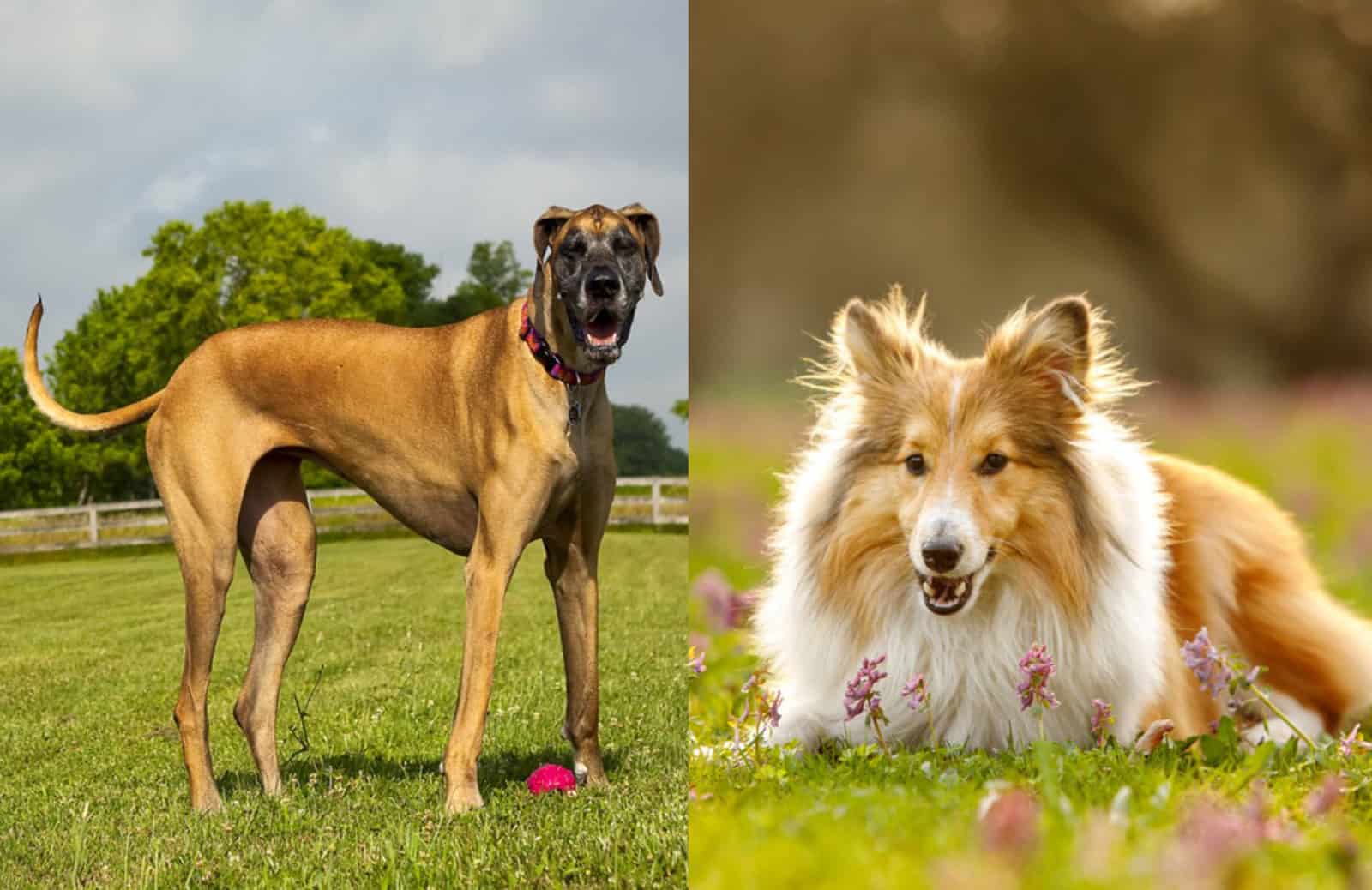 great sheltie