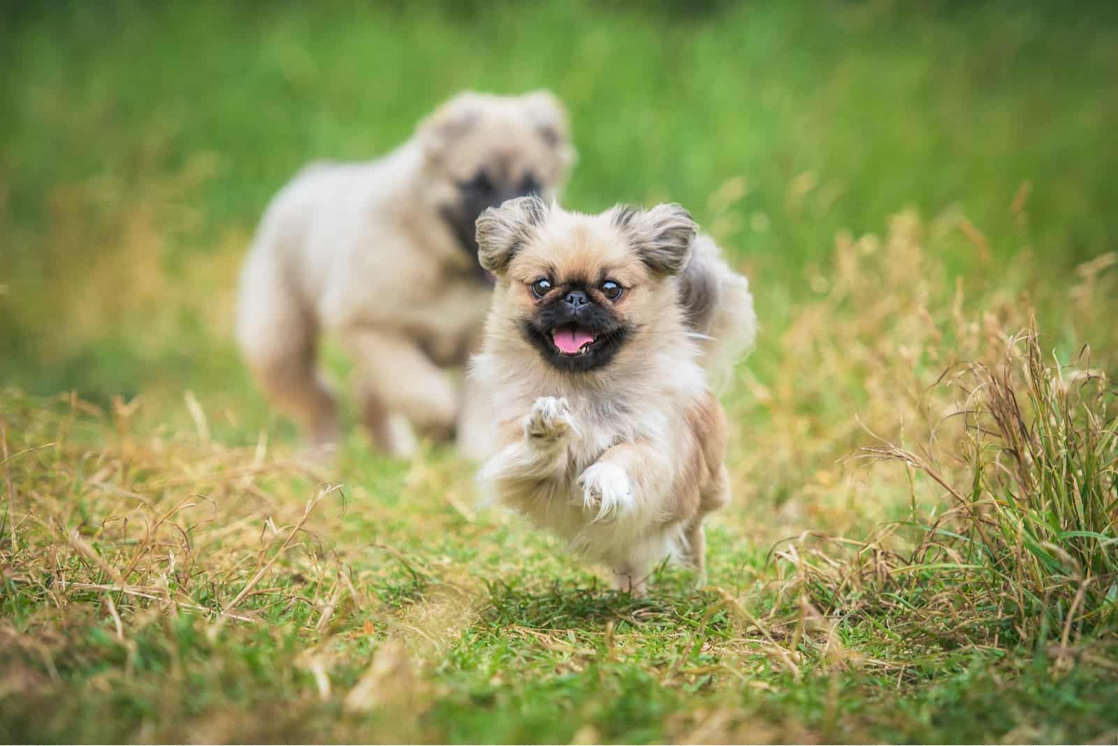 happy pekinese dogs running