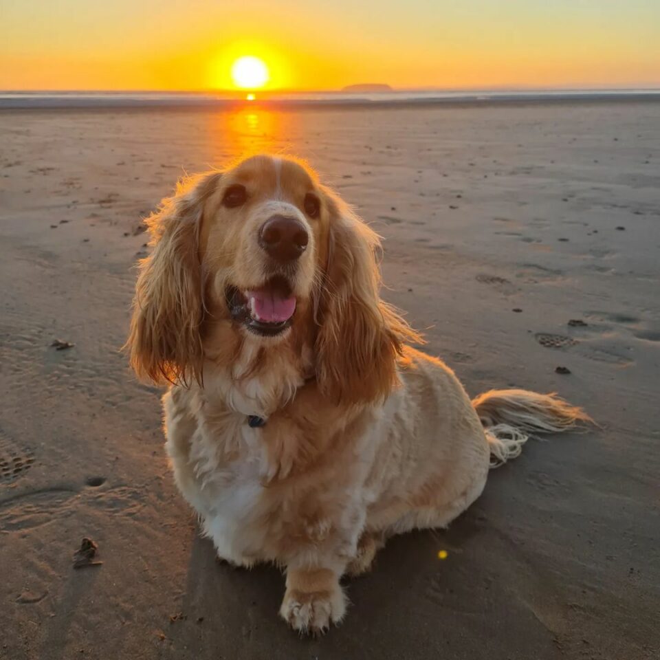 40 Basset Hound Mixes You Need To Know About