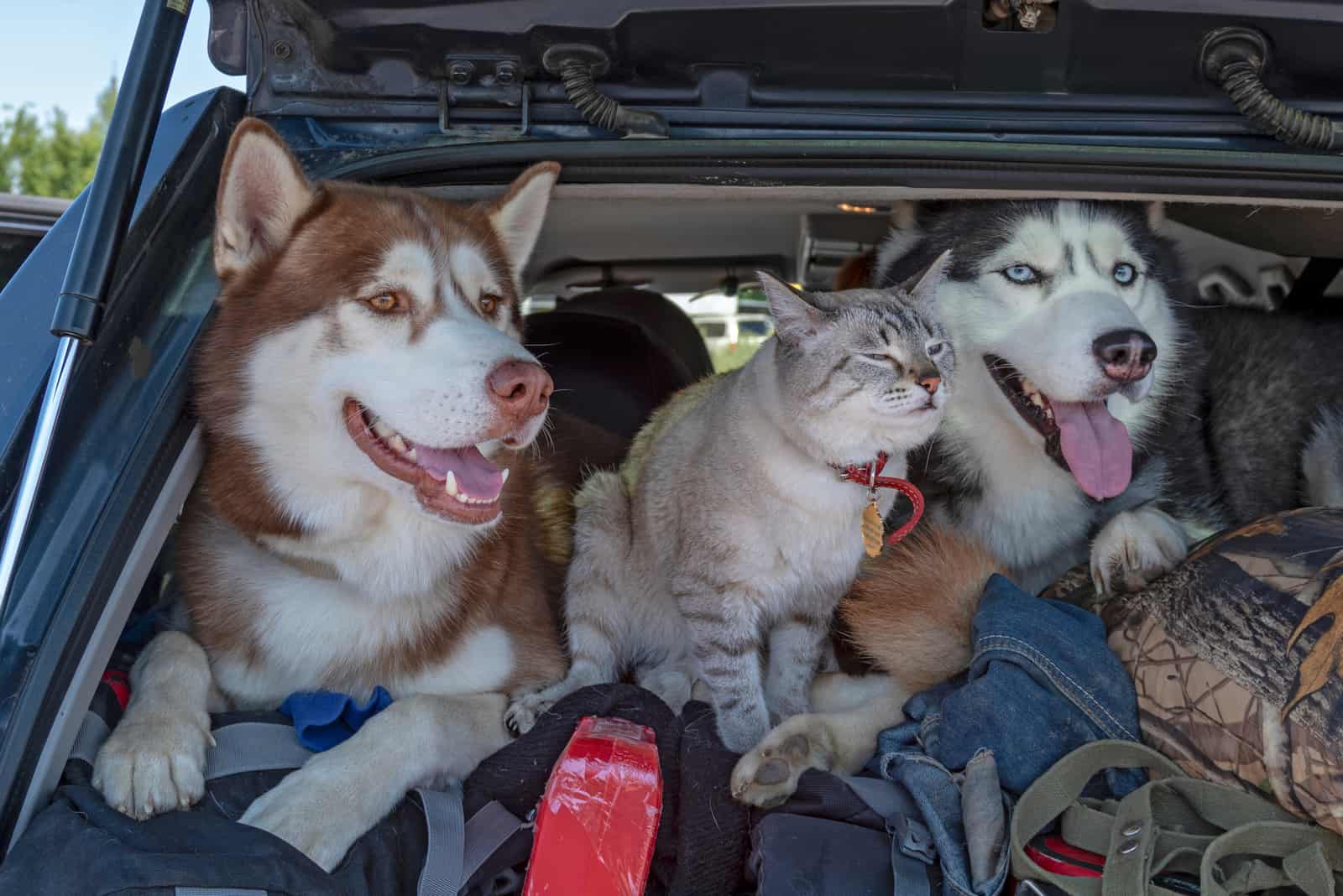 huskies and cat in car