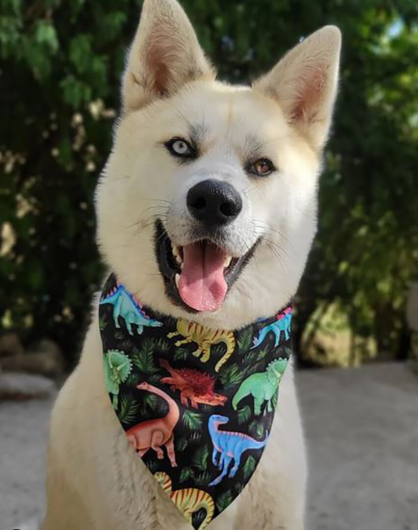 Siberian Husky Mixes Meet 27 Wonderful Crossbreeds