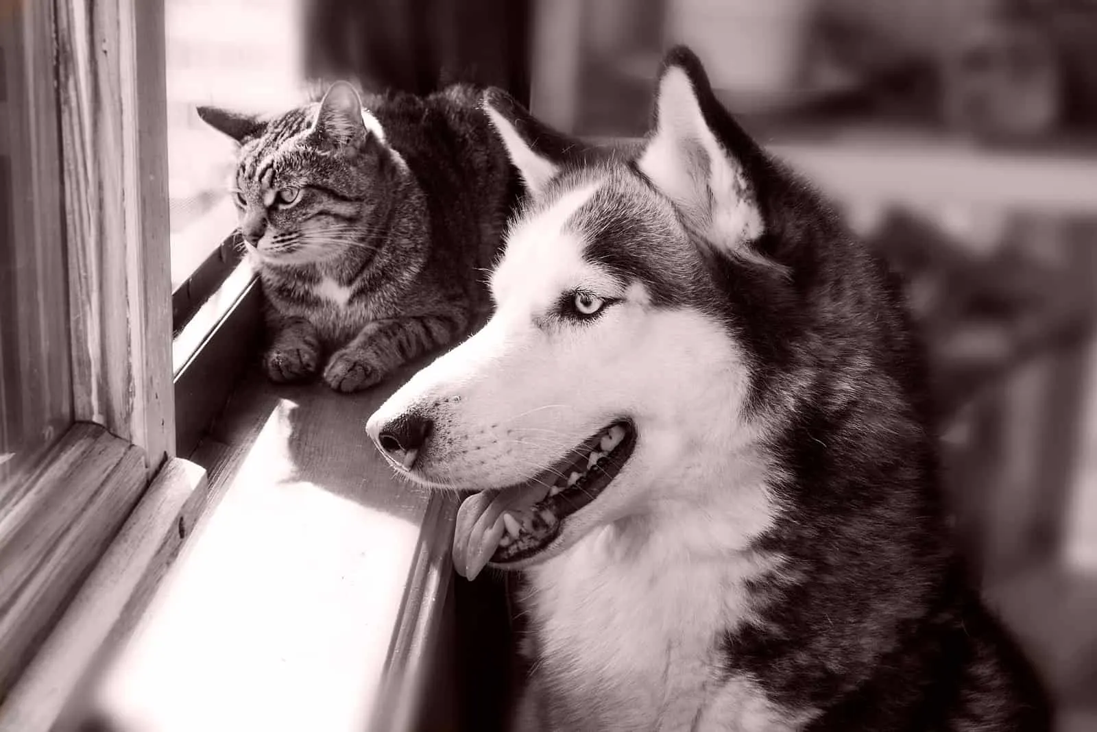 husky and cat looking out of window