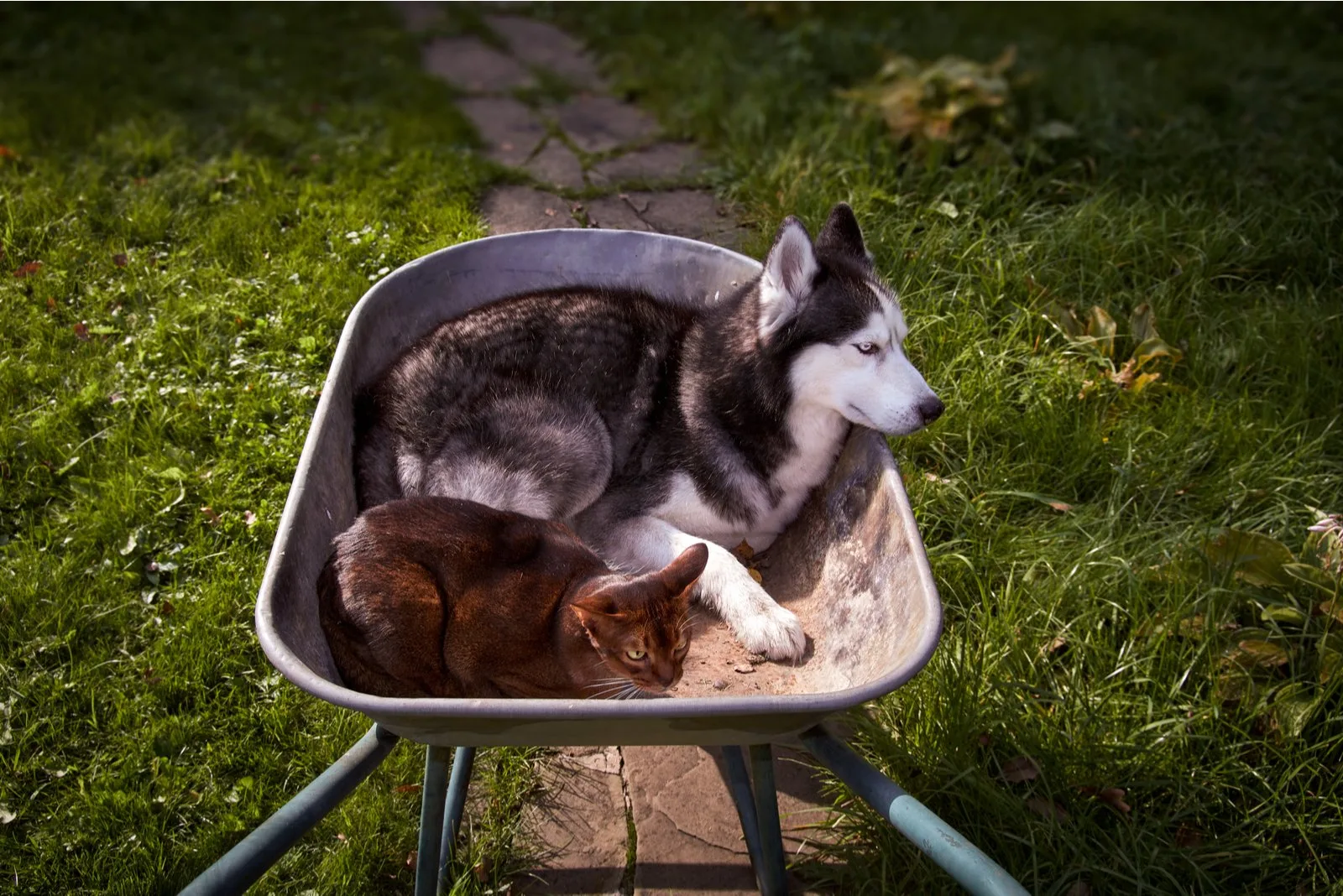 husky and cat outside in garden