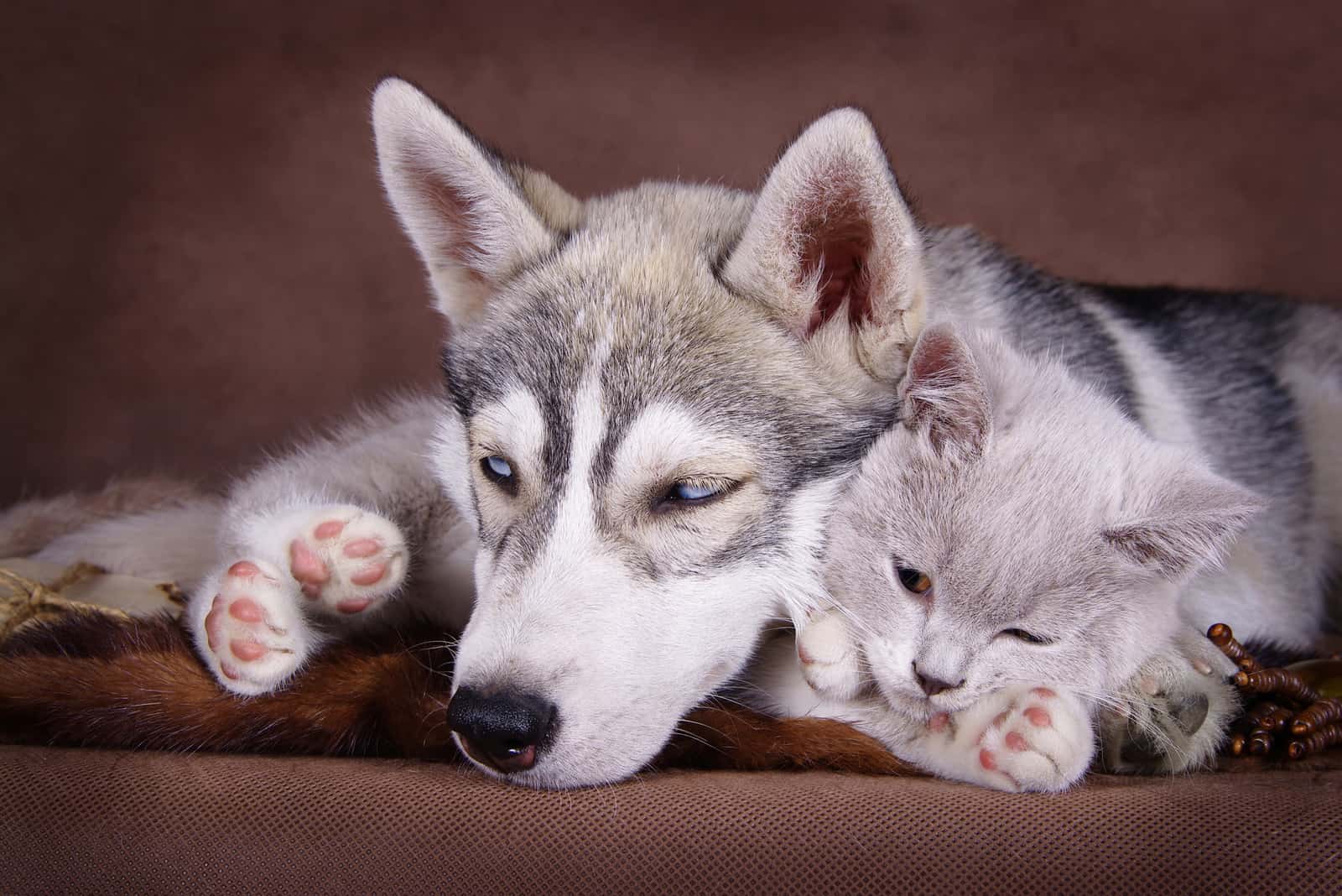 husky and cat posing for camera
