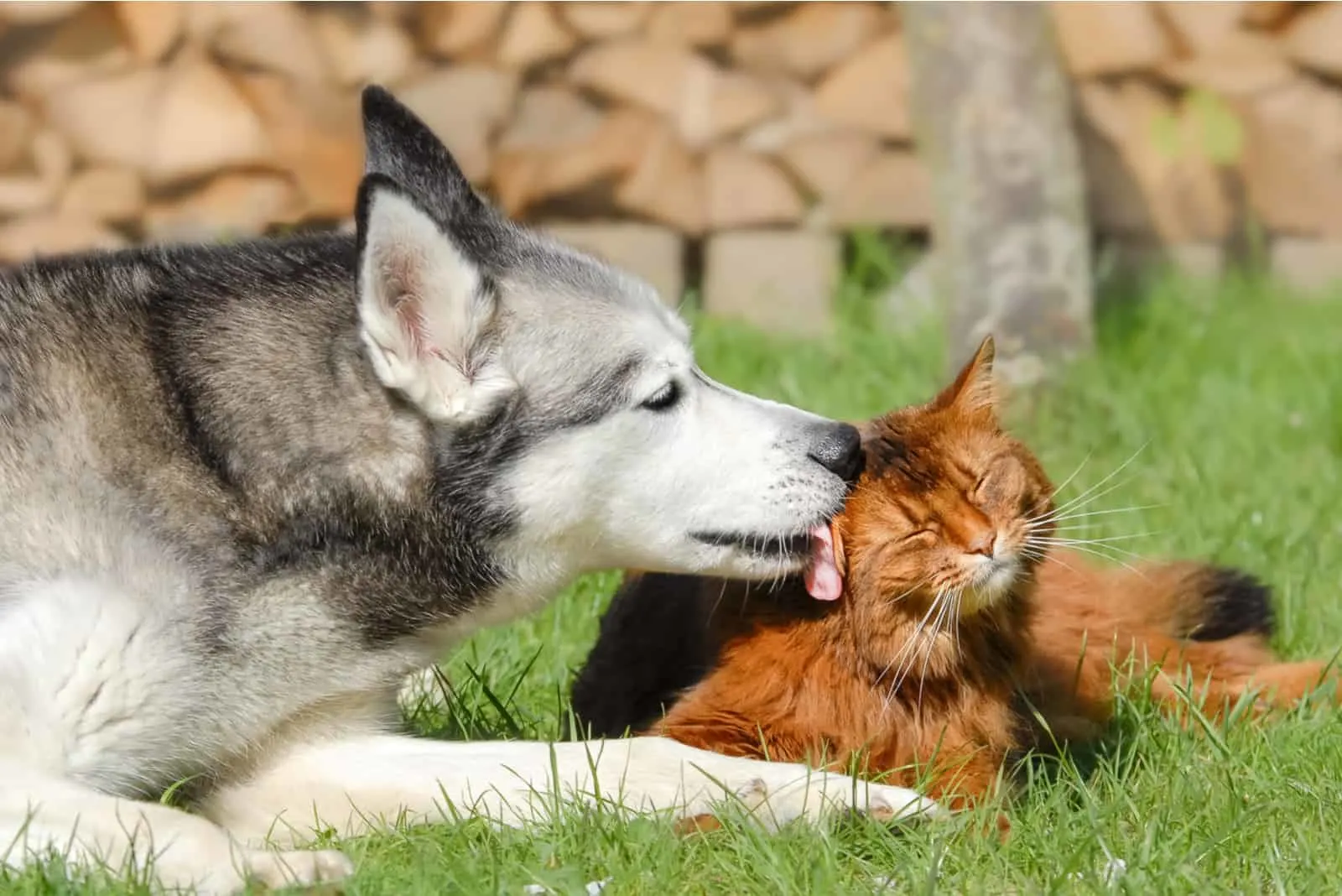 husky licking cat