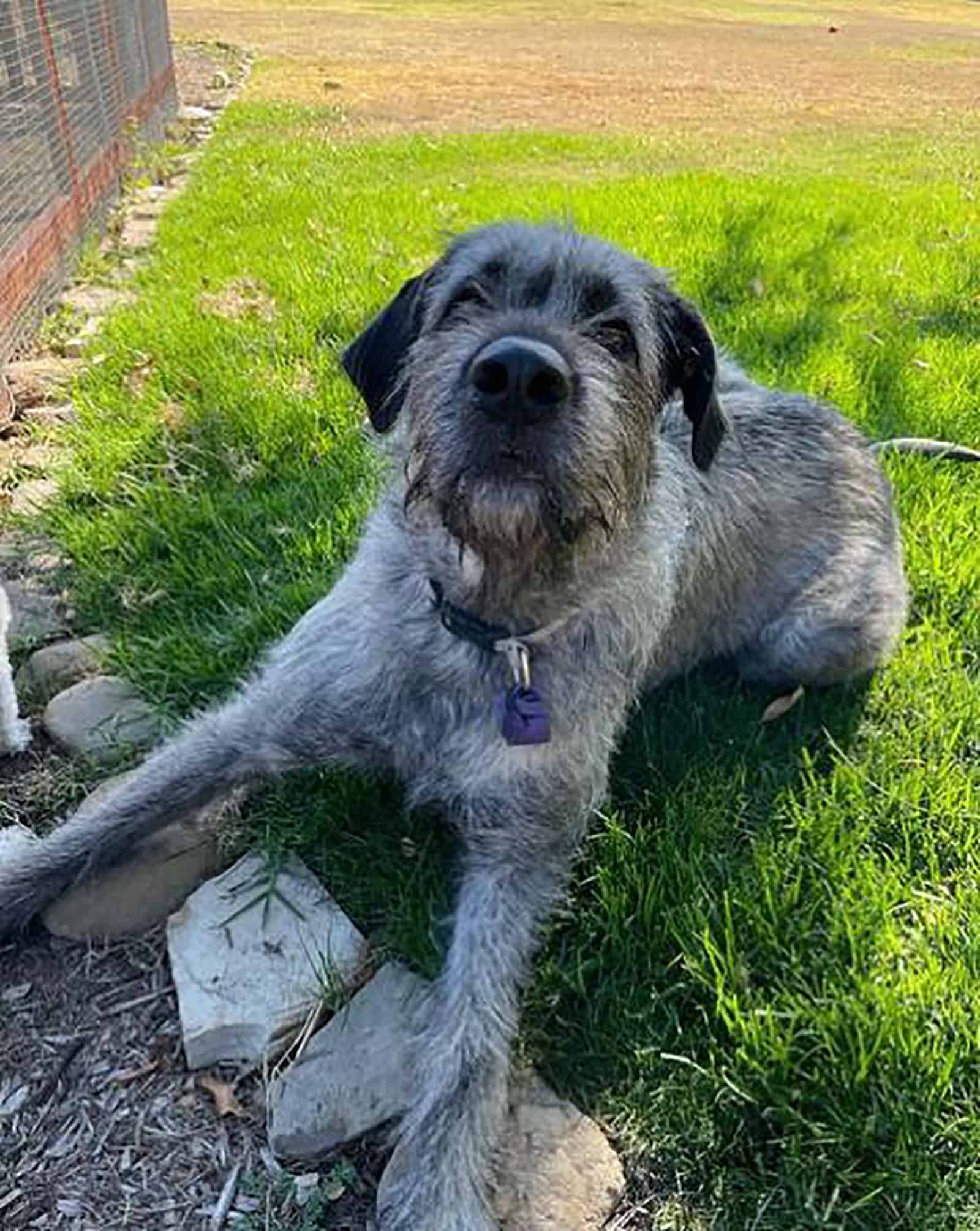 Irish Wolfhound Mastiff Mix