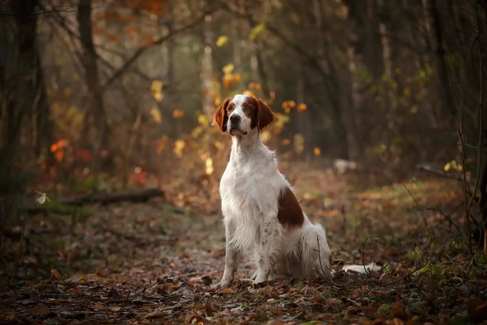 Irish red and white setter dog sitting in dark autumn forest