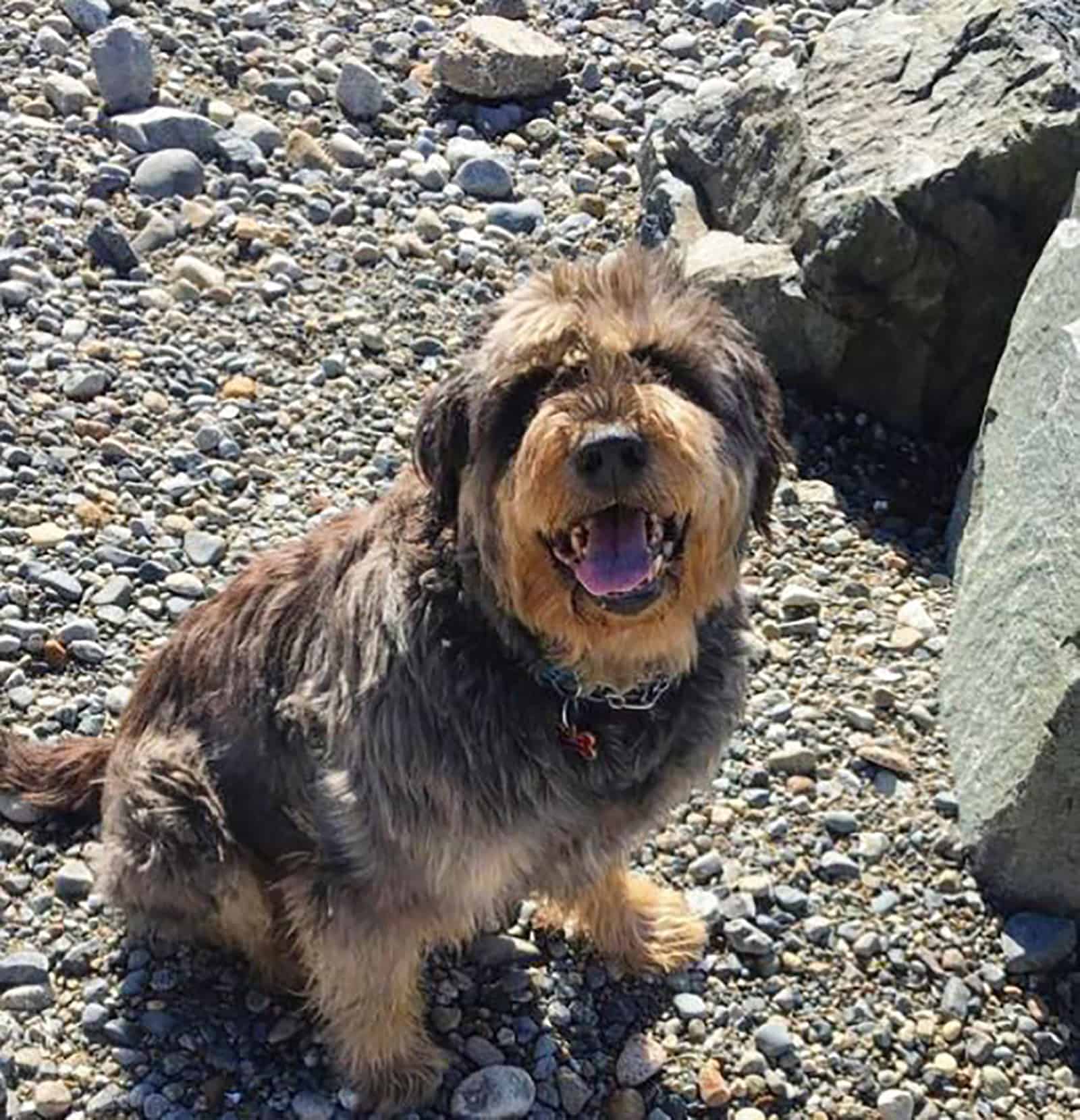 irish wolfhound rottie