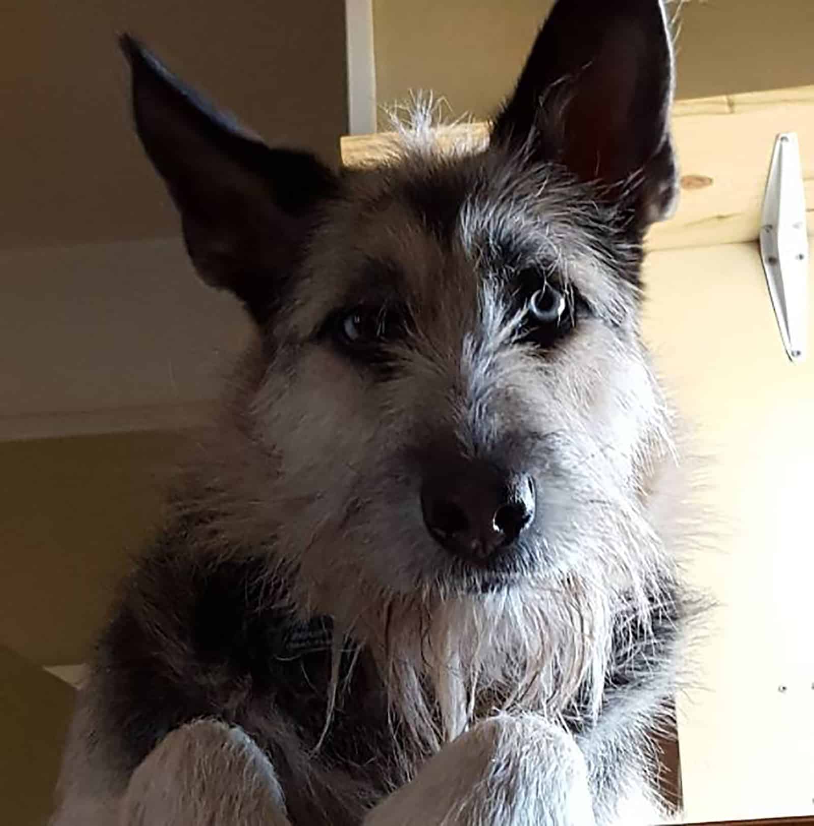 irish wolfhound shepherd