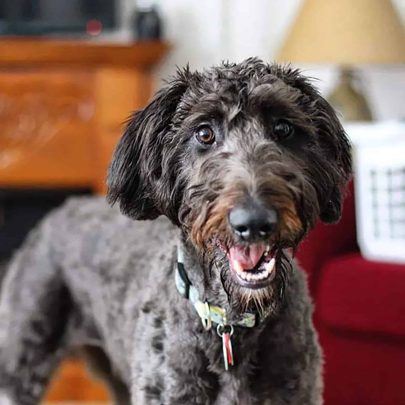 23 Irish Wolfhound Mixes Crossbreeds You ve Got To Love