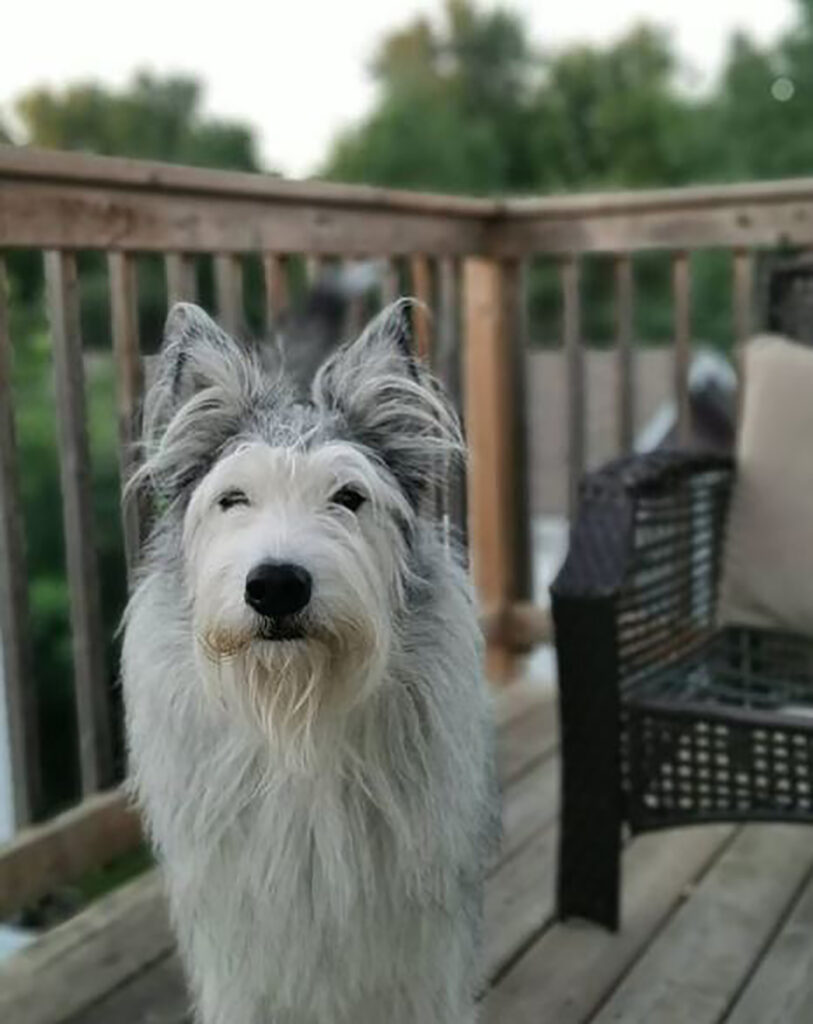 23 Irish Wolfhound Mixes Crossbreeds You’ve Got To Love