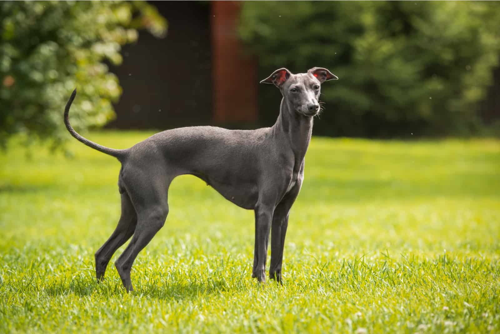 italian greyhound on the grass
