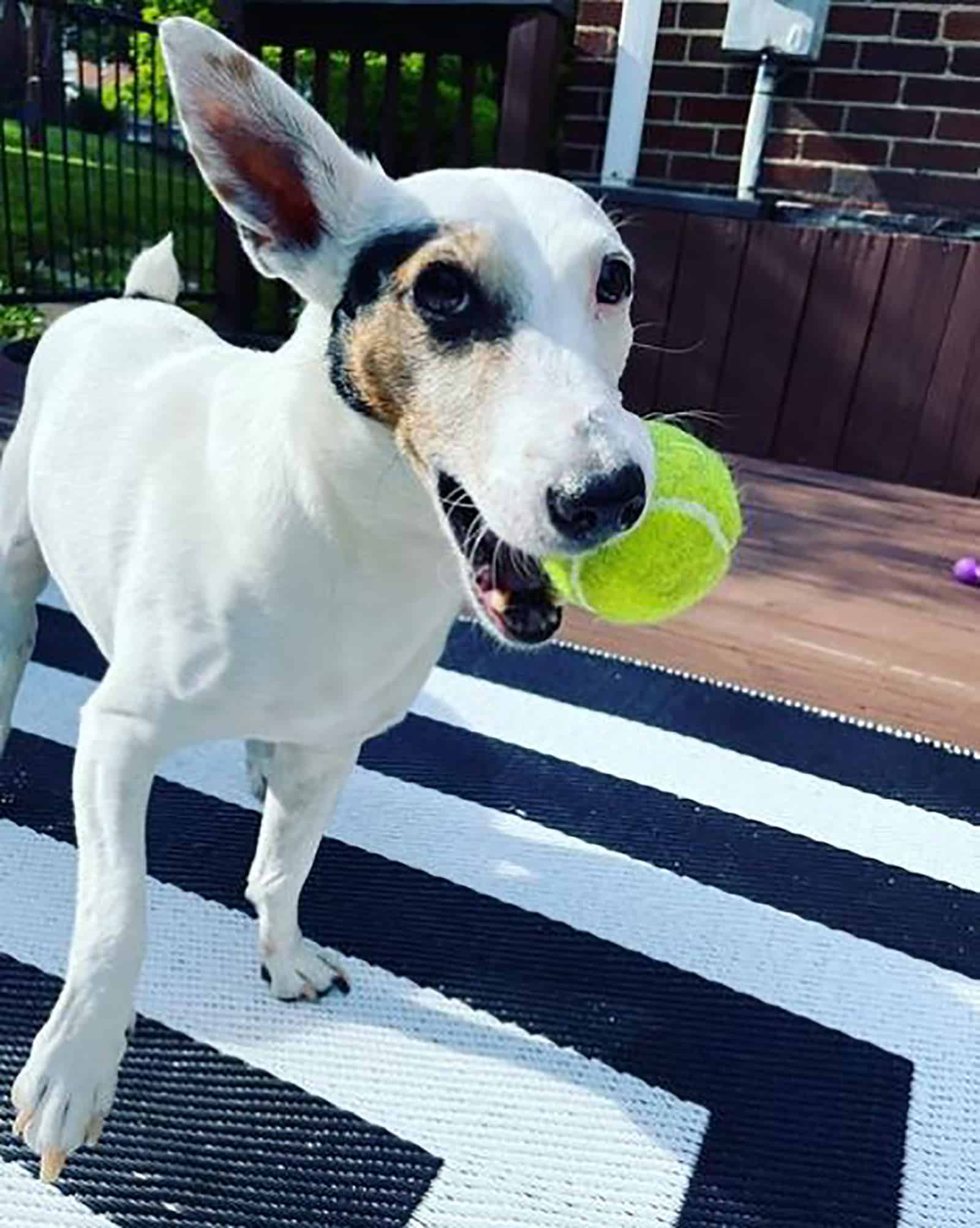 jack russell terrier bull terrier mix