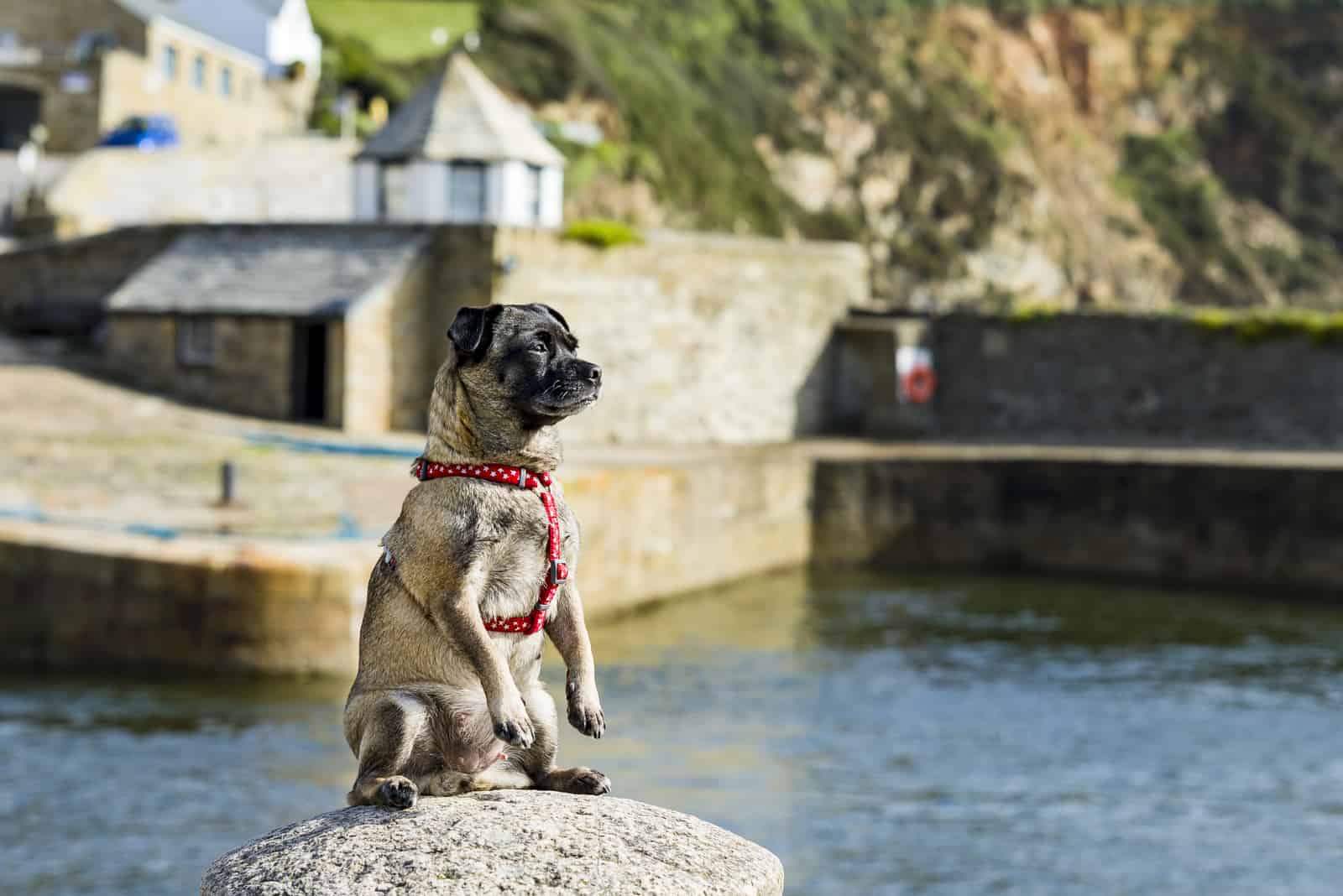 jug dog sits on a rock