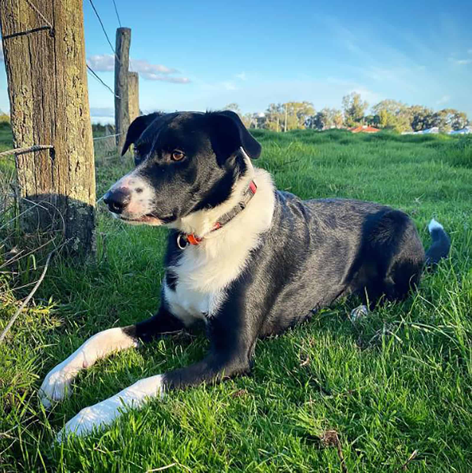 kelpie collie