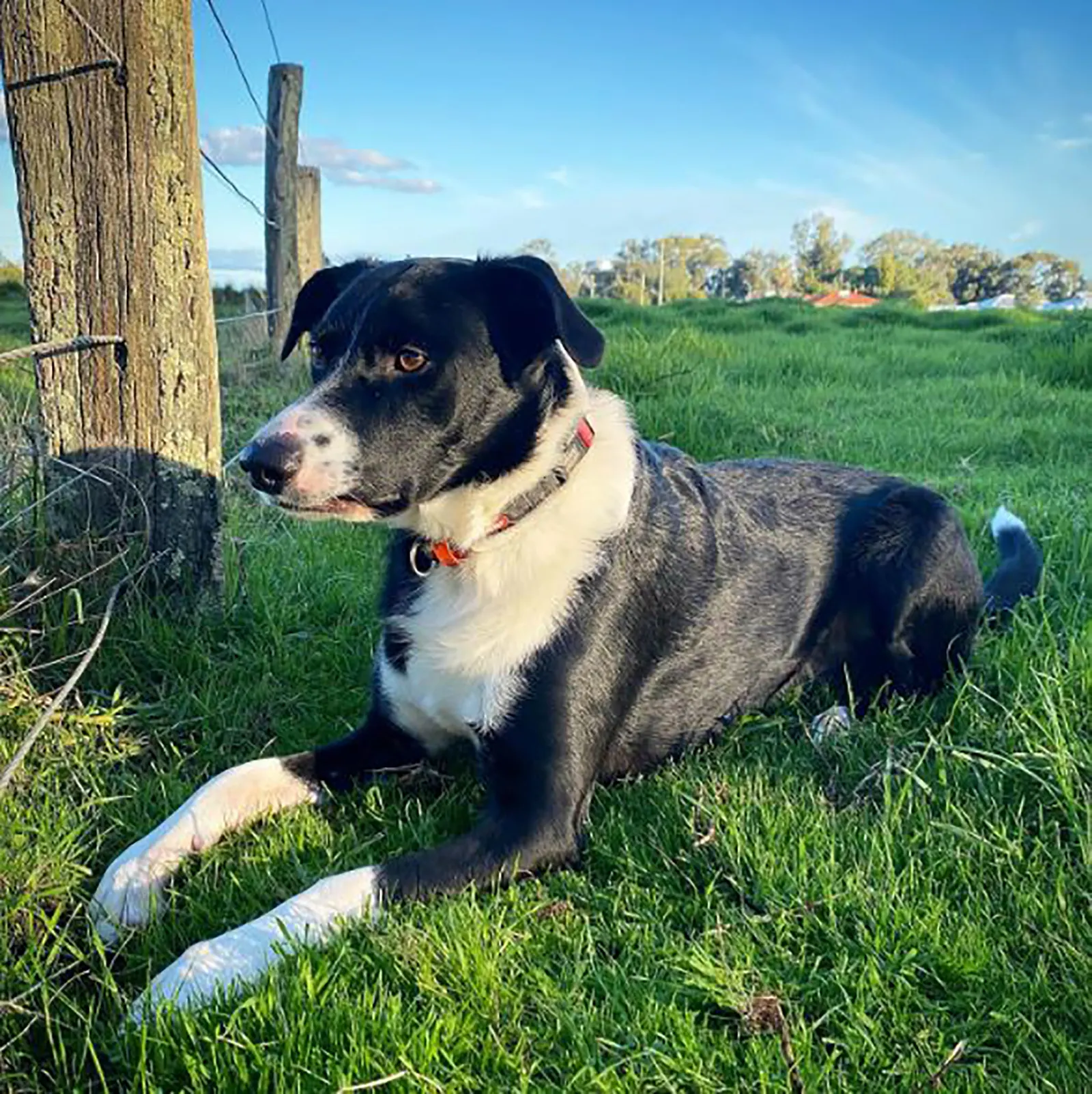 kelpie collie