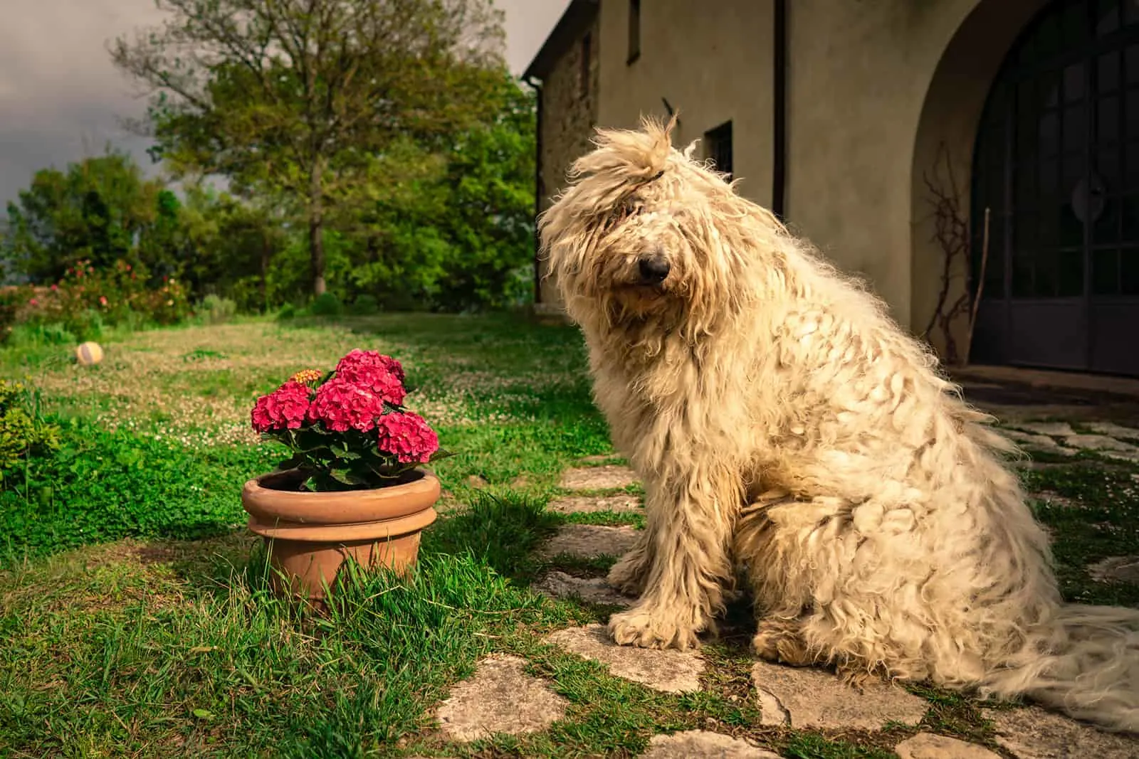 Big Komondor dog in the lawn