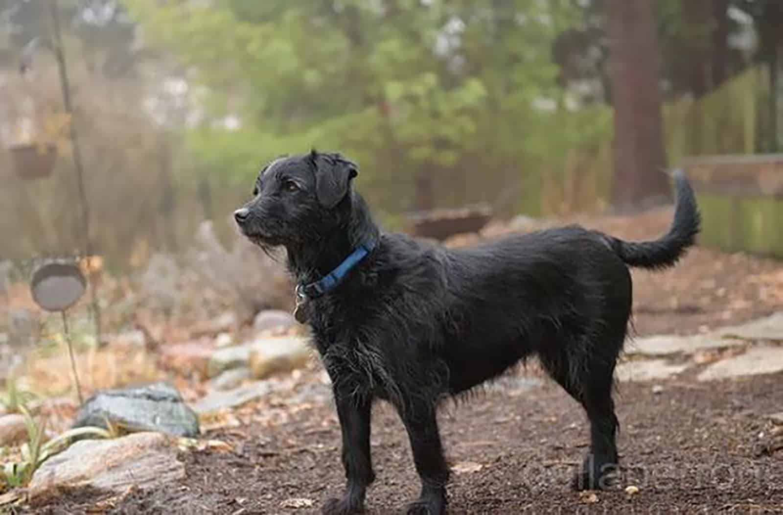 lab yorkie