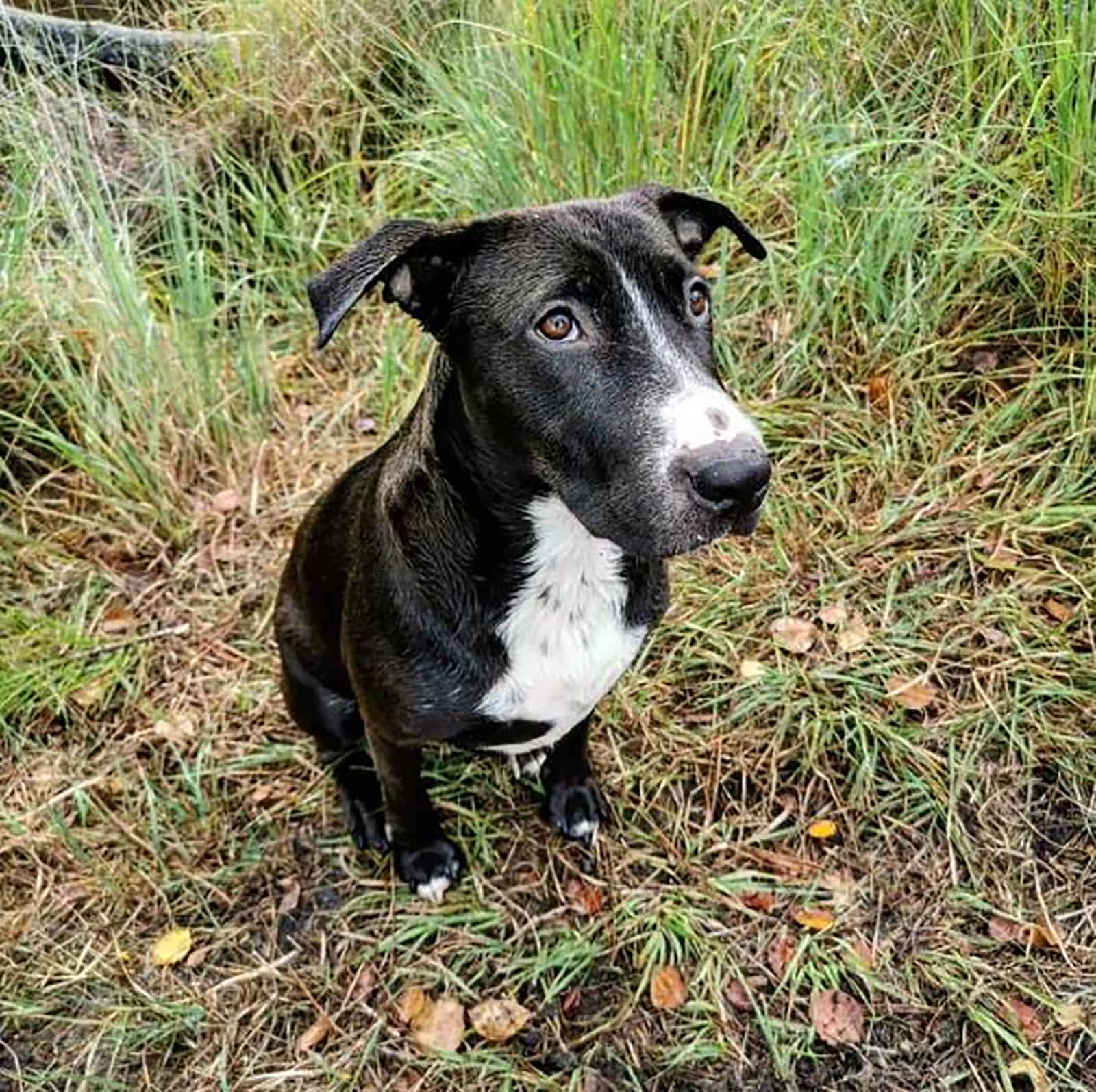 labrabull