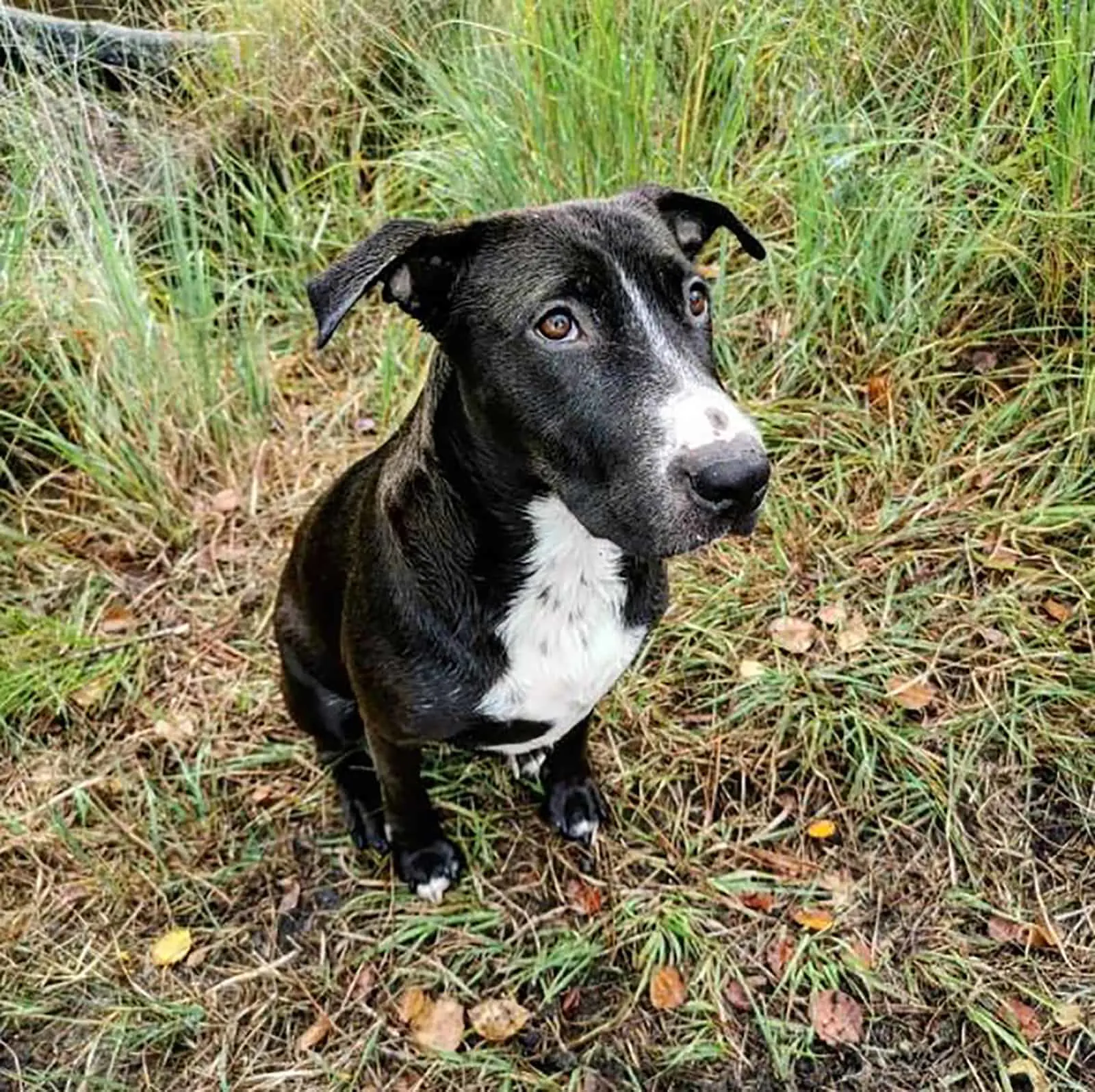 labrabull