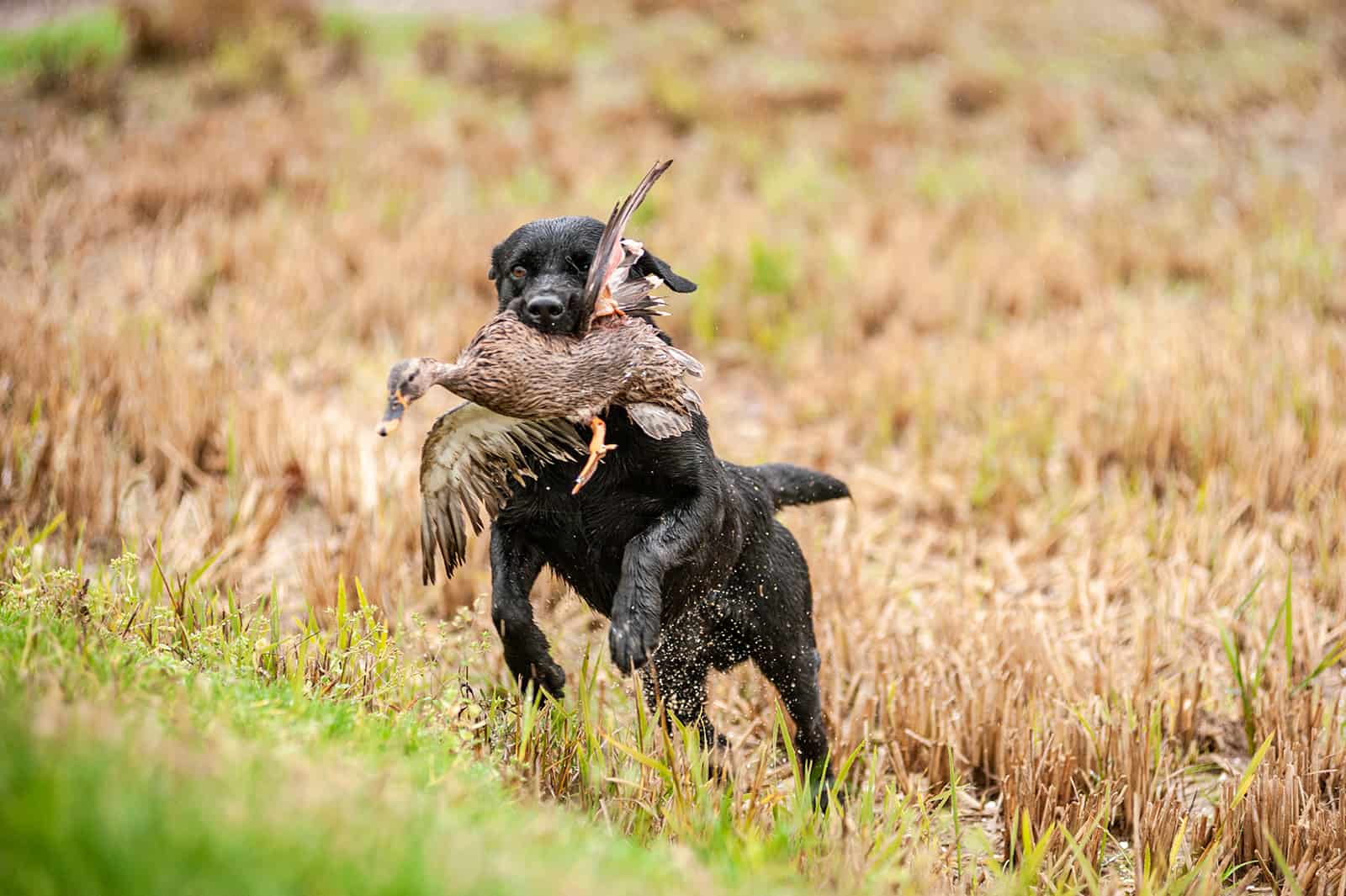 Black Labrador Retriever is running and fetching a duck