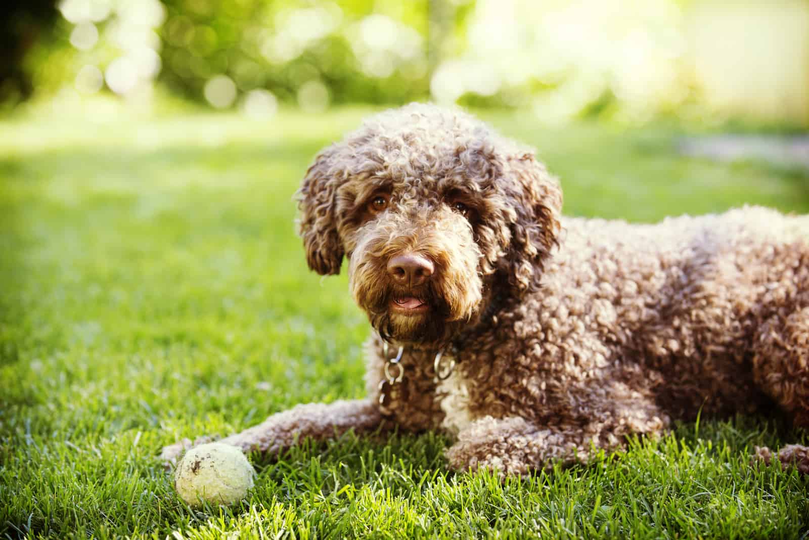 lagotto romagnolo dog lying on grass with white ball