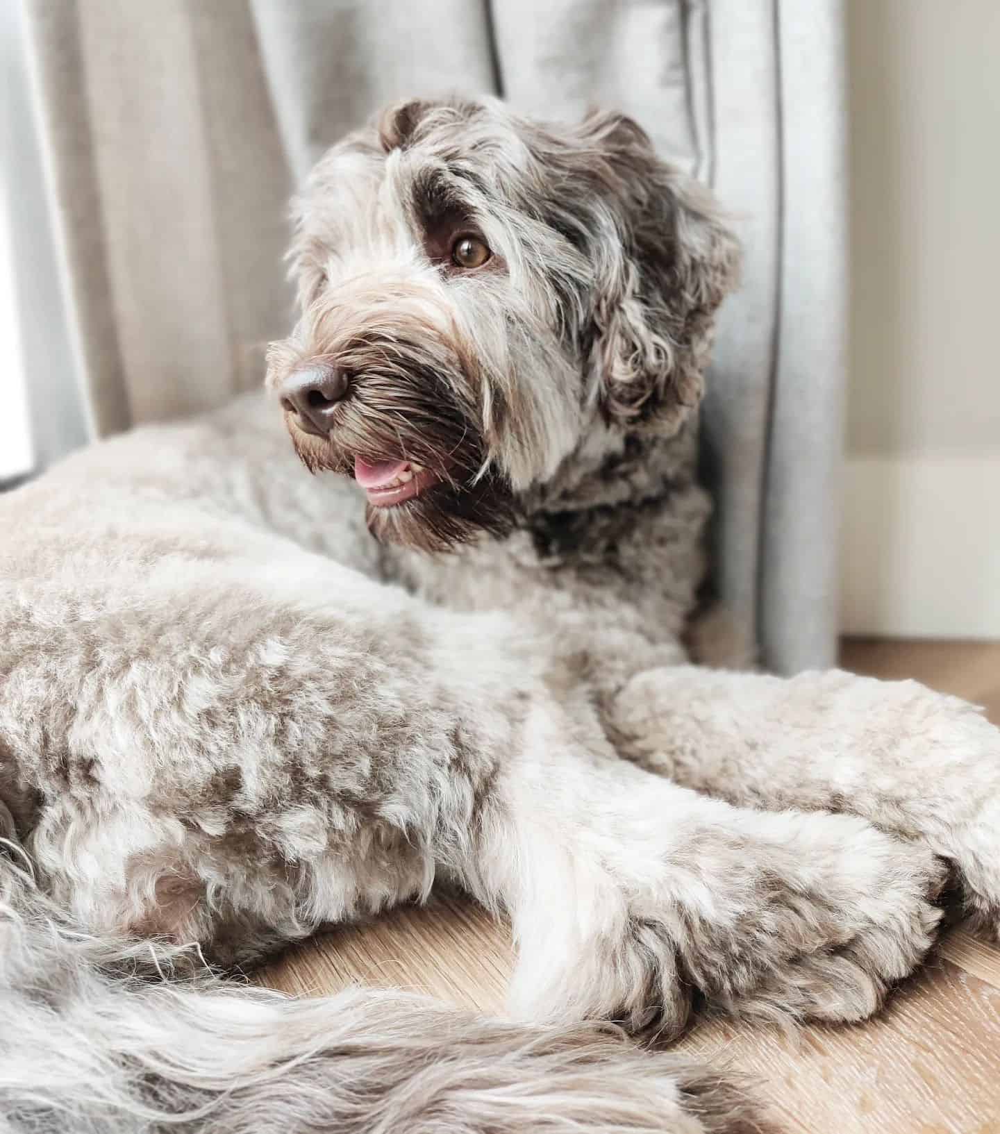 lavender labradoodle laying on the floor