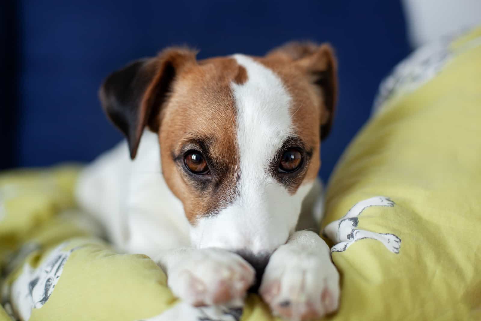 Jack Russell Terrier