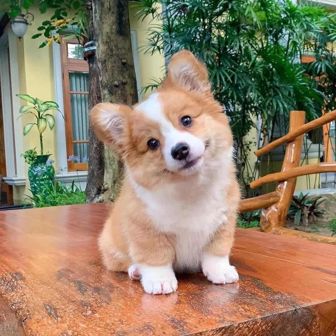 little Corgidor puppy