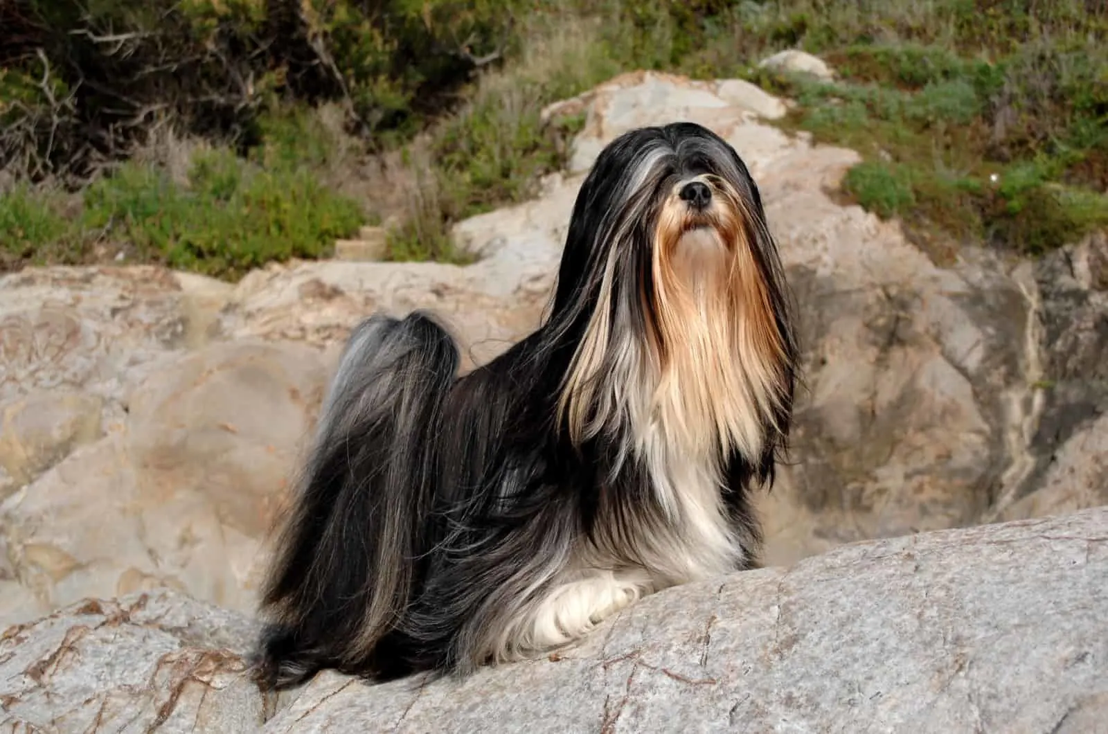 long haired lhasa apso