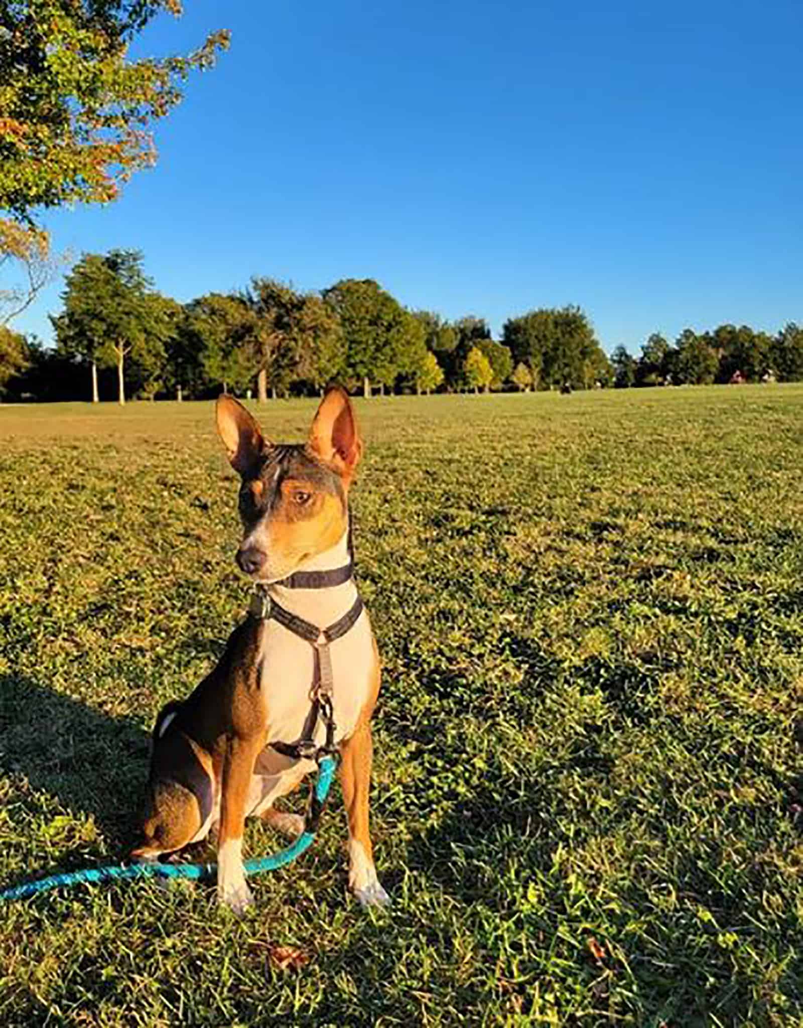 mahogany and white basenji dog standing in the grass