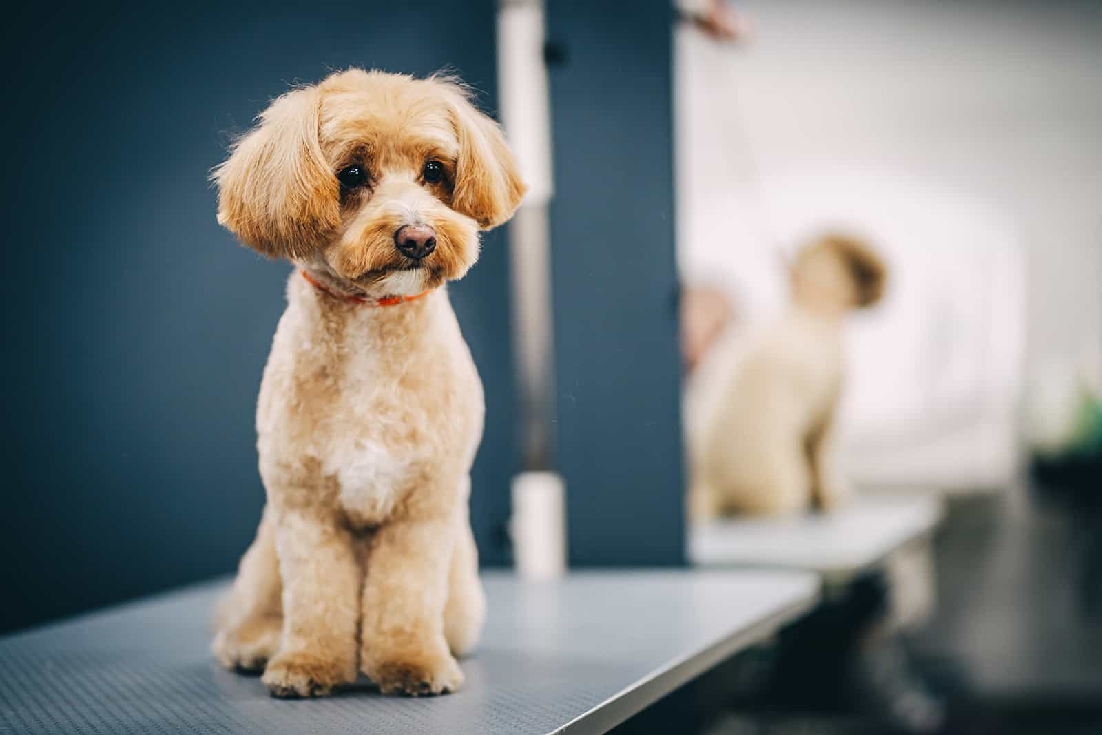 maltipoo dog standing on the metal table