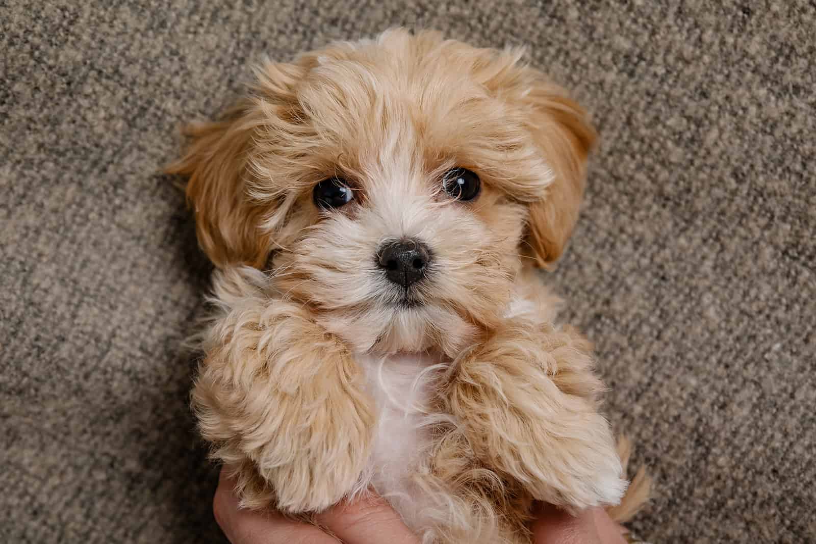 maltipoo dog with teddy bear look lying