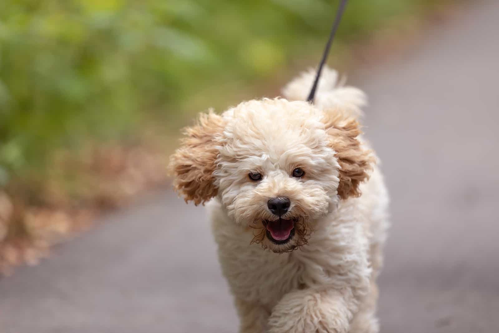 maltipoo dog running