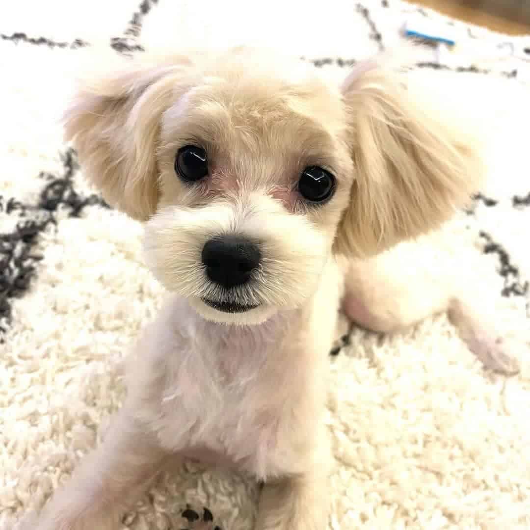 maltipoo is lying down and looking at the camera