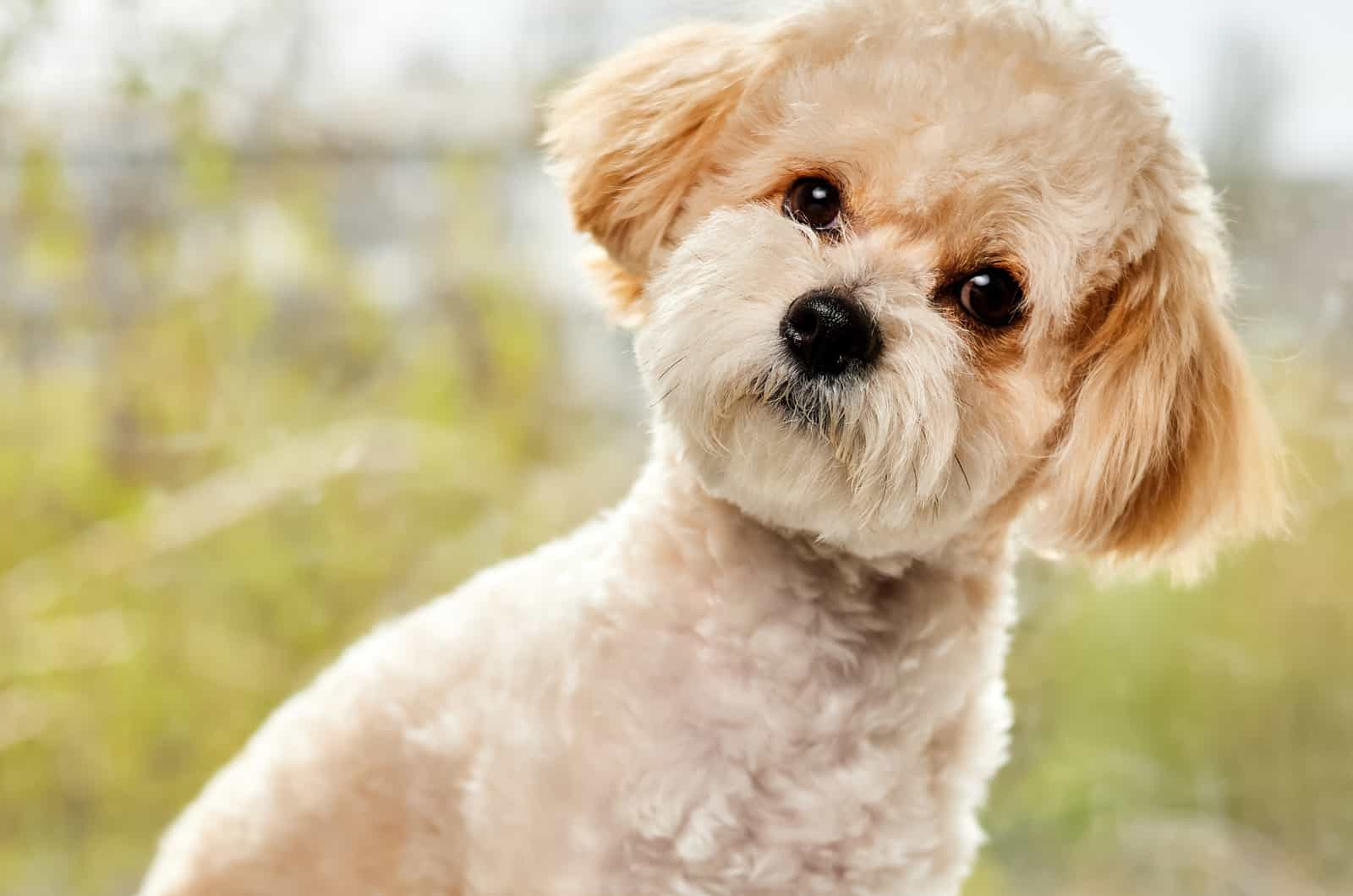 maltipoo is sitting and looking at the camera