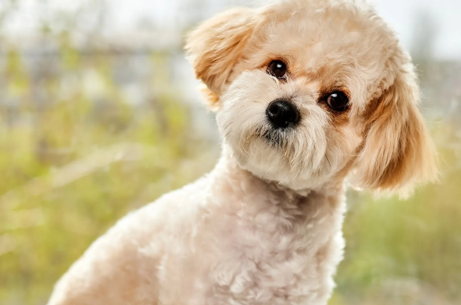 teddy bear cut maltipoo