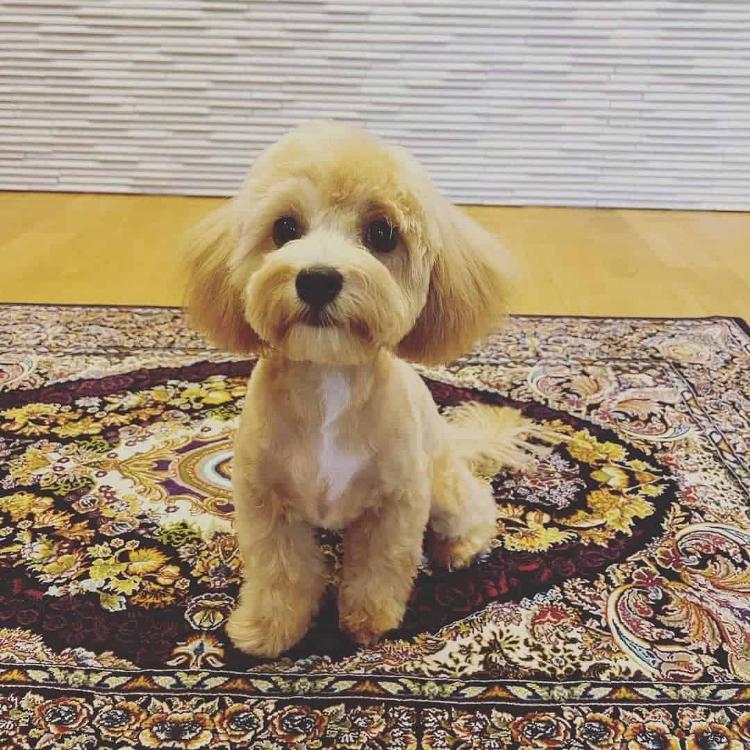 maltipoo is sitting on the carpet in the house