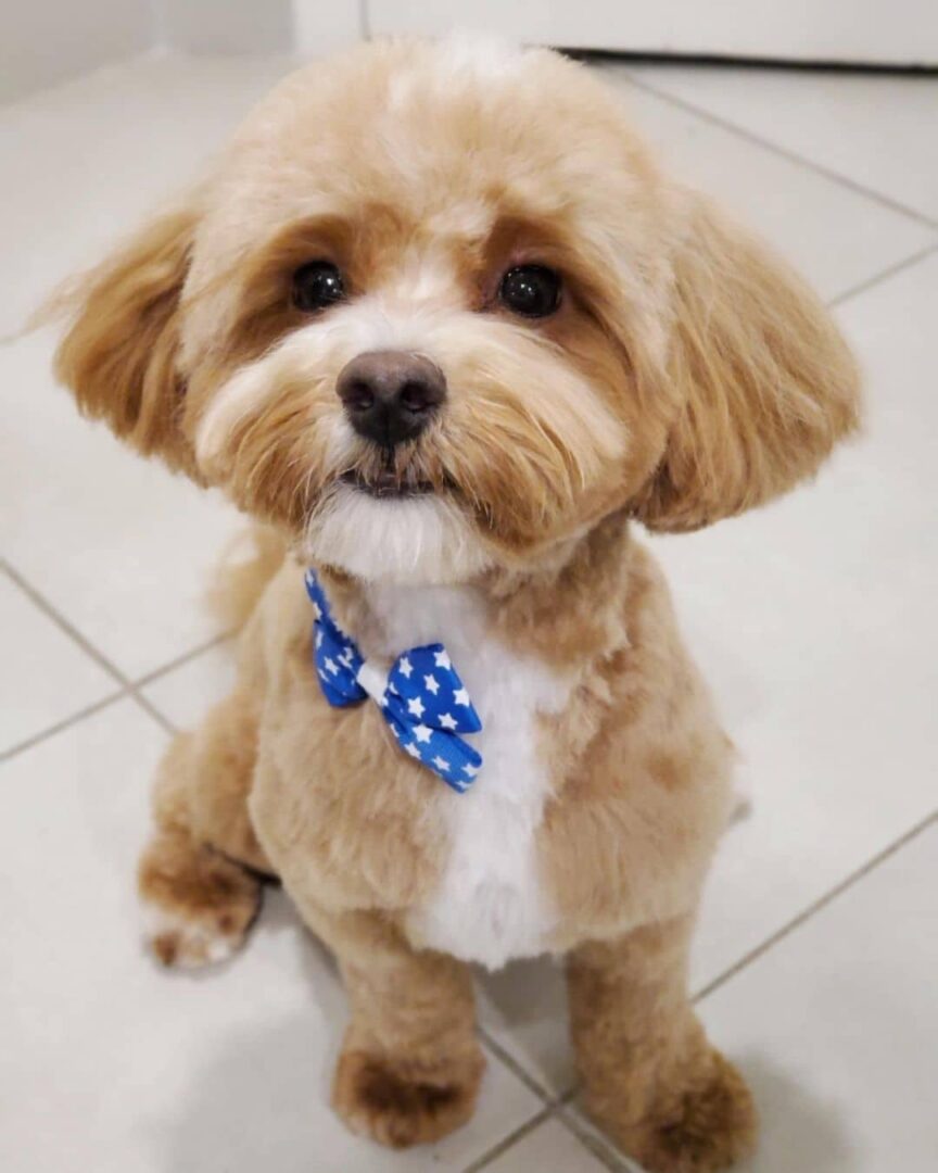 15 Adorable Maltipoo Haircuts + Tips For Grooming