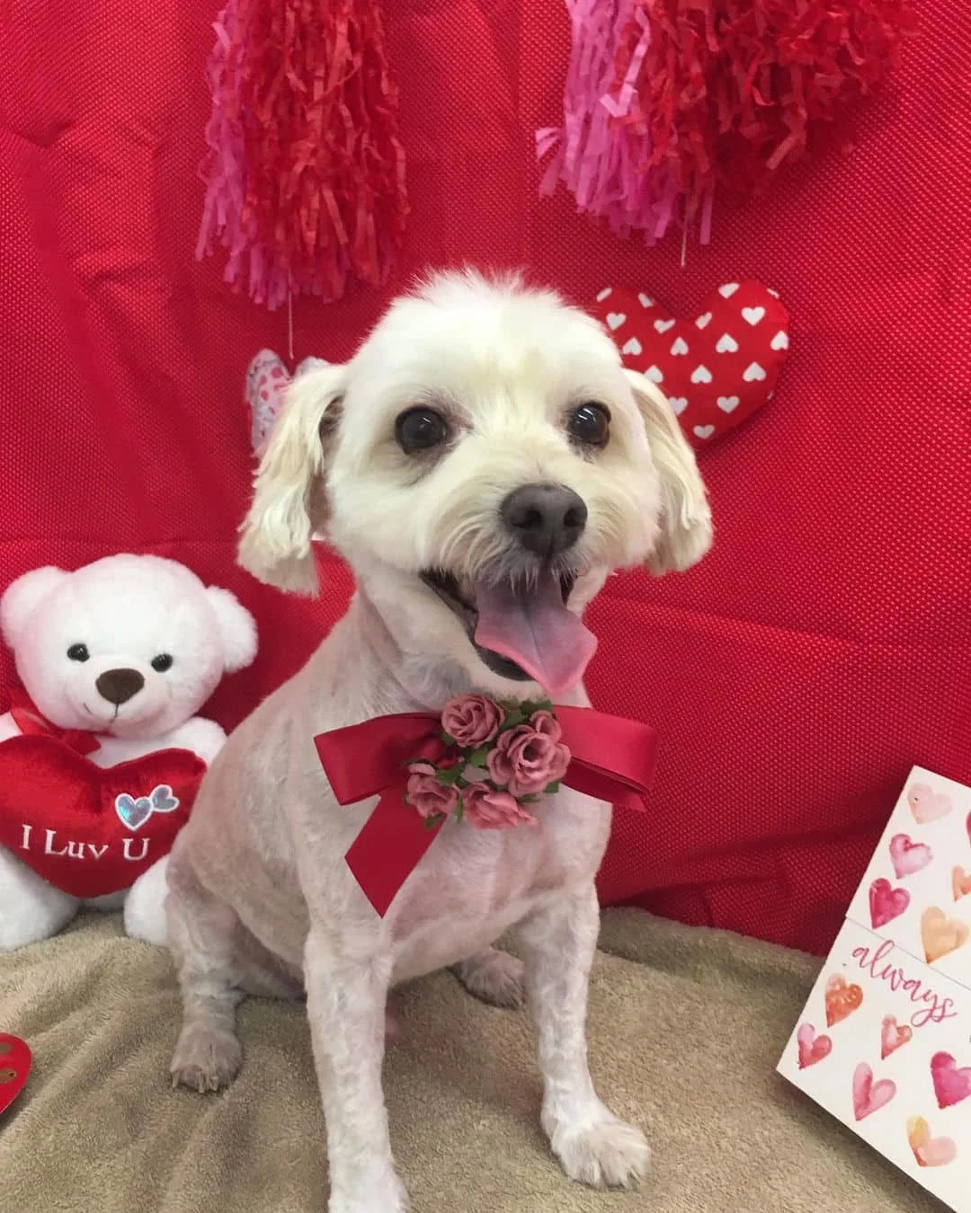 maltipoo with a bow around the neck