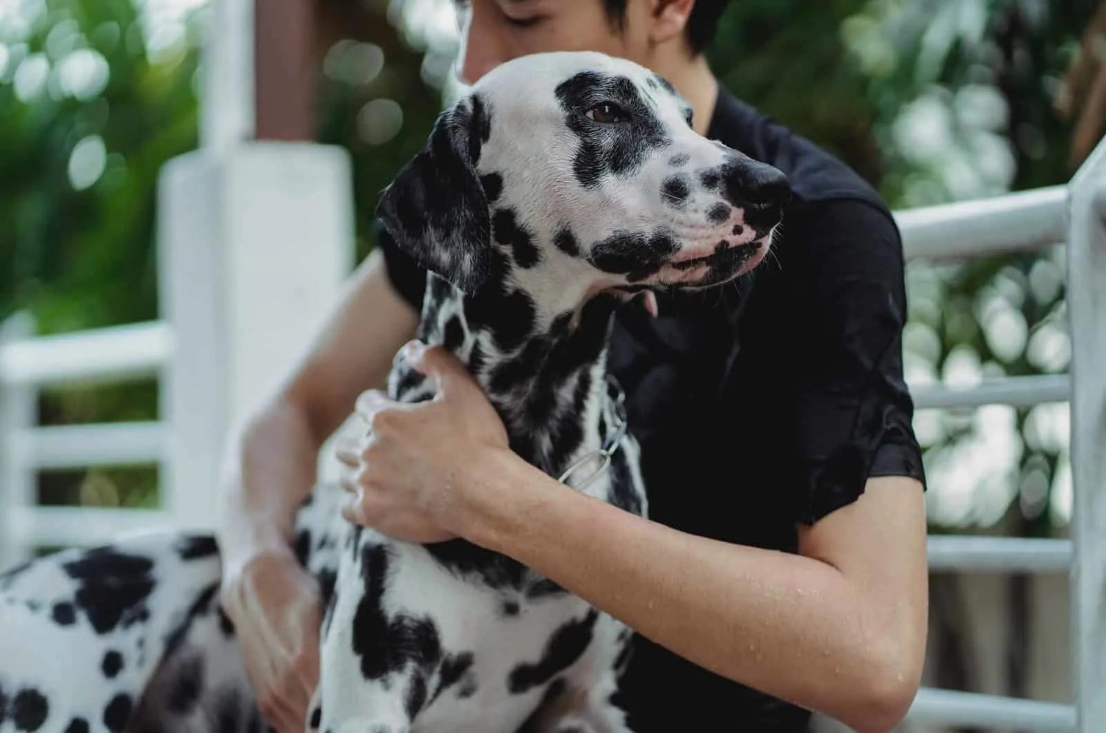man hugging his dalmatian dog